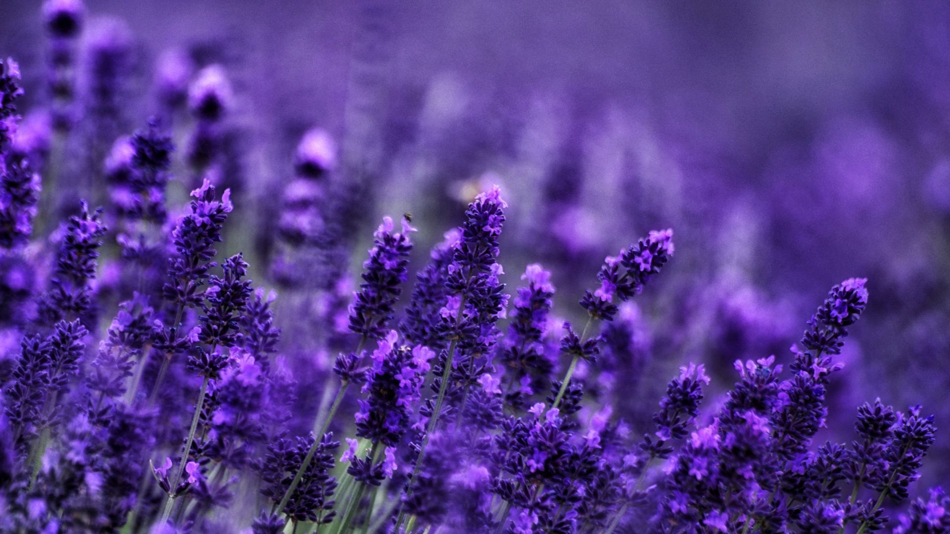 Desktop Wallpaper Blur, Lavender Flowers, Flowers Field, Meadow, HD Image, Picture, Background, Mslgkx