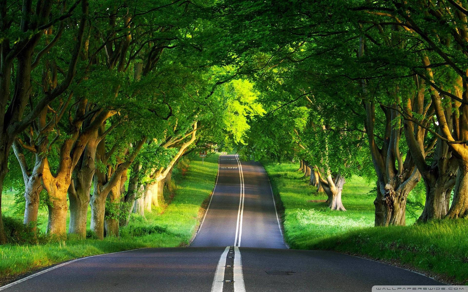 Download “A Warm Roades on a Stunning Summer Day” Wallpaper