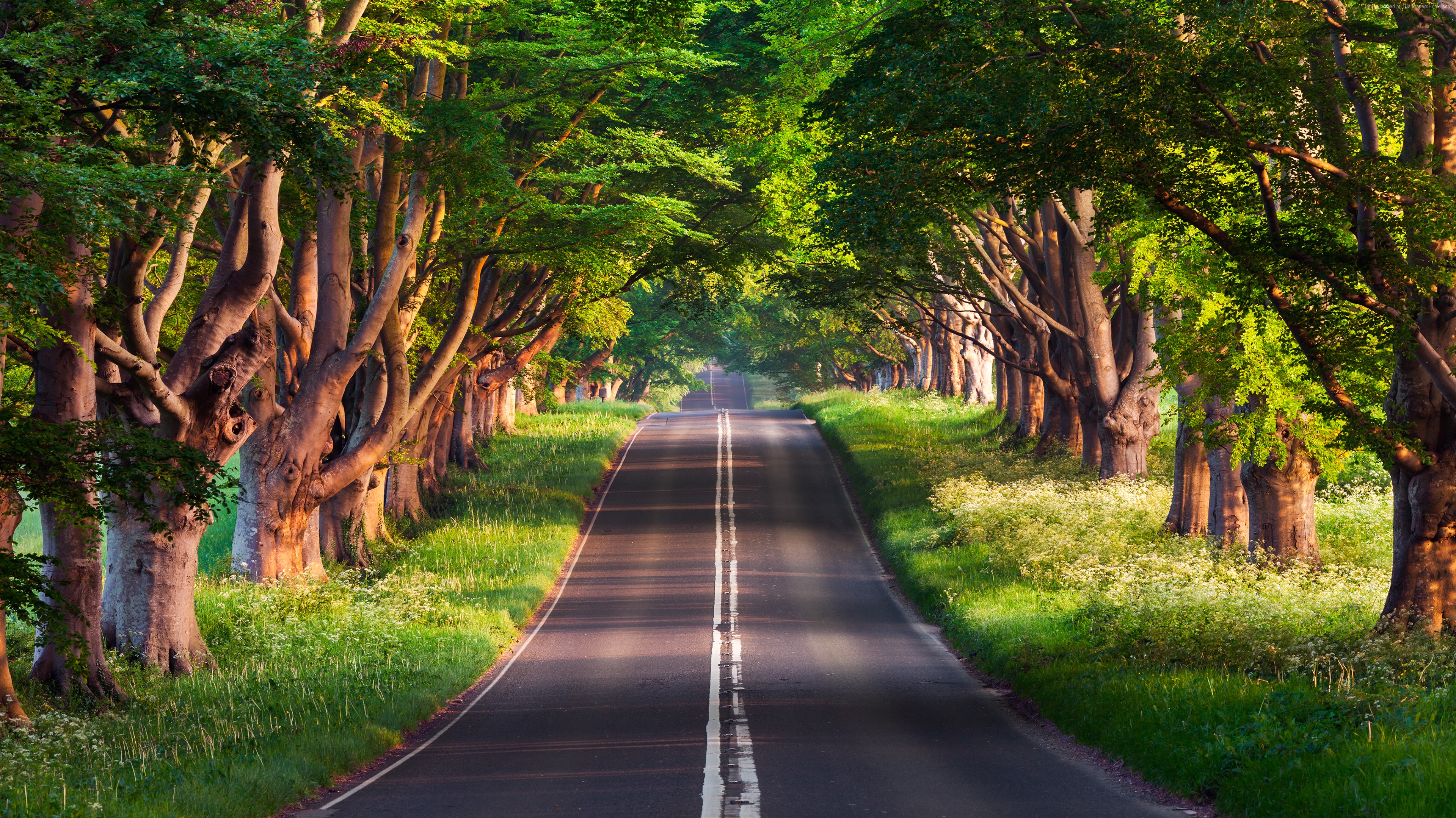 road, trees, 4K, summer Gallery HD Wallpaper