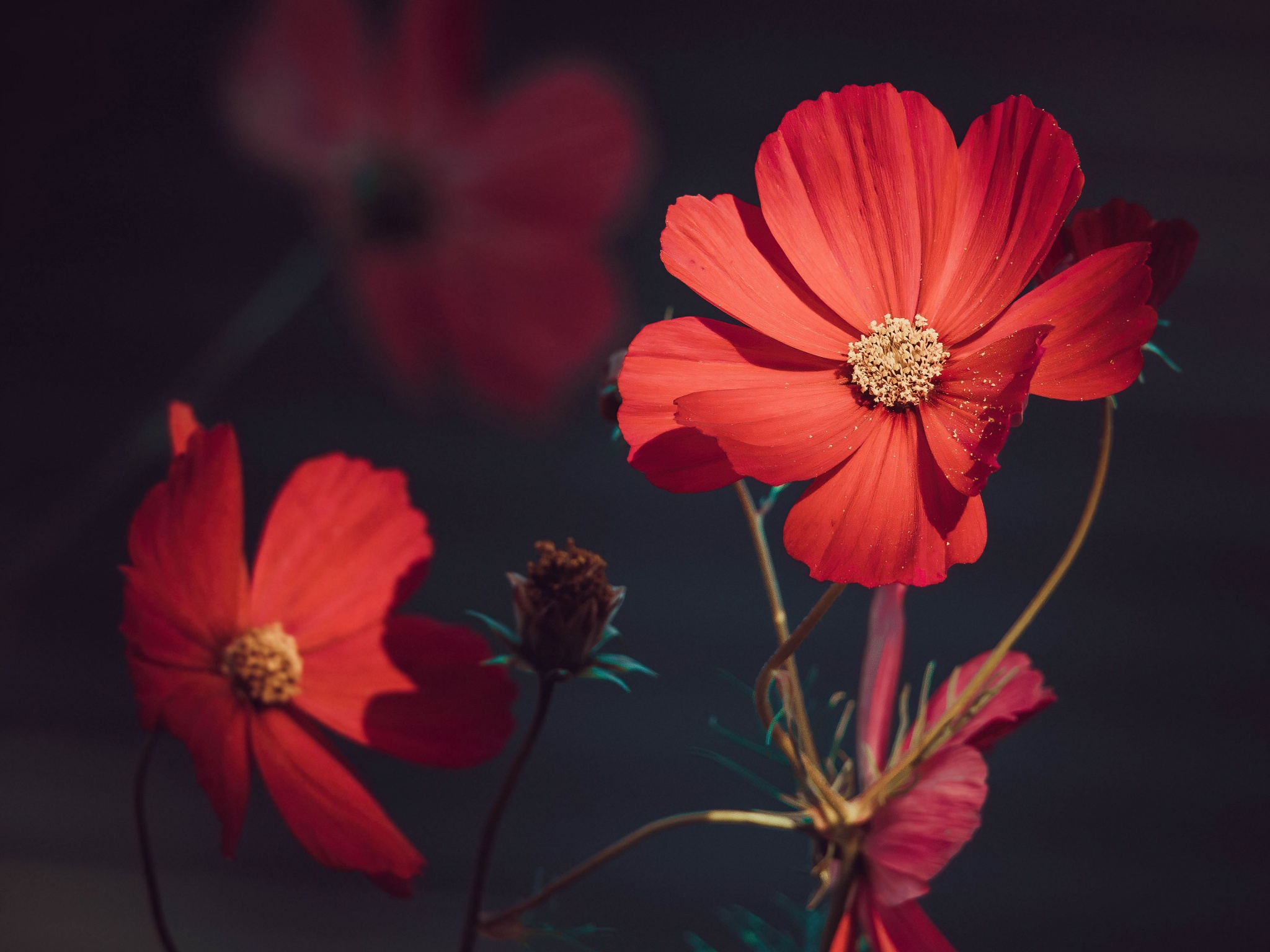 Orange flowers Wallpaper 4K, Summer, Blossom, Bloom, Flowers