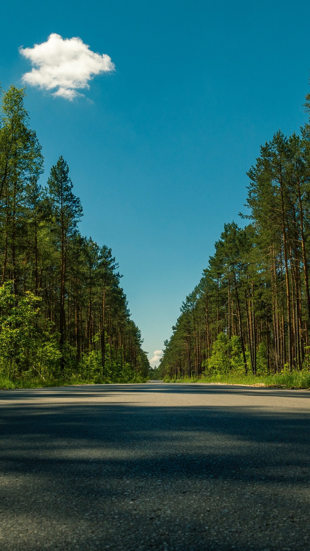 Road Trees Summer Wallpaper 1080– X1920 Out Wallpaper