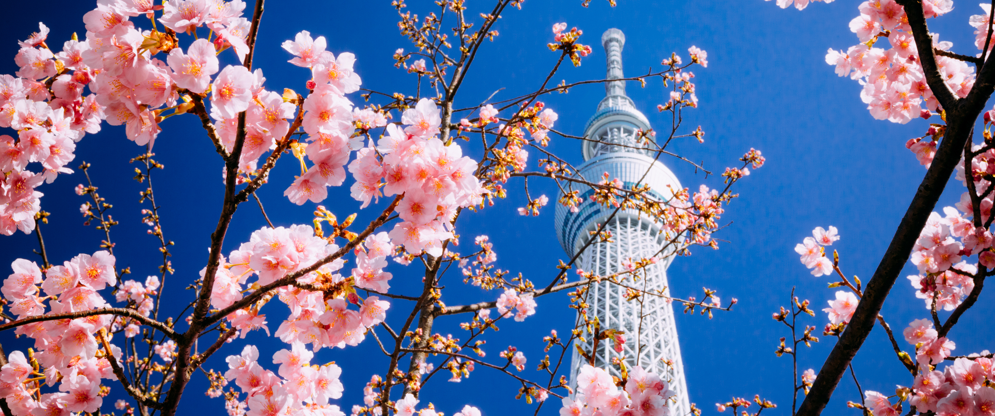 Download Spring, City, Sakura, Bloom, Tokyo, Tower, Building Wallpaper in 3440x1440 Resolution