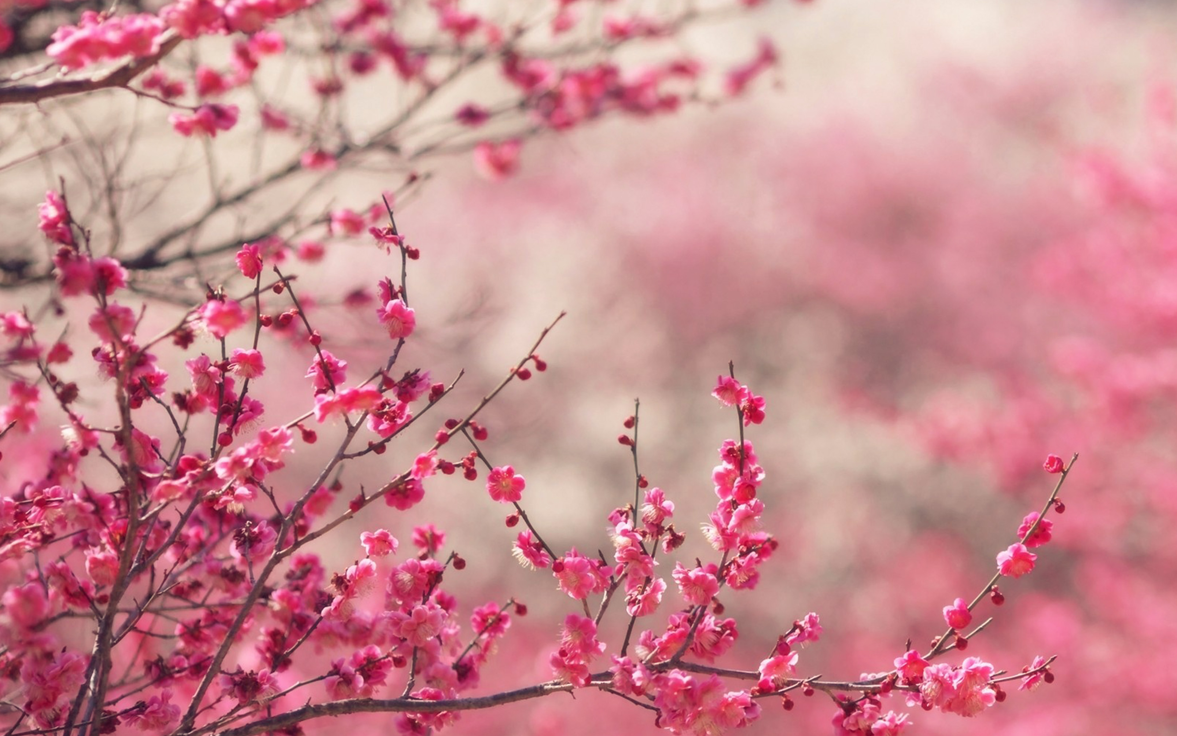 Pink Blossom Nature Flower Spring