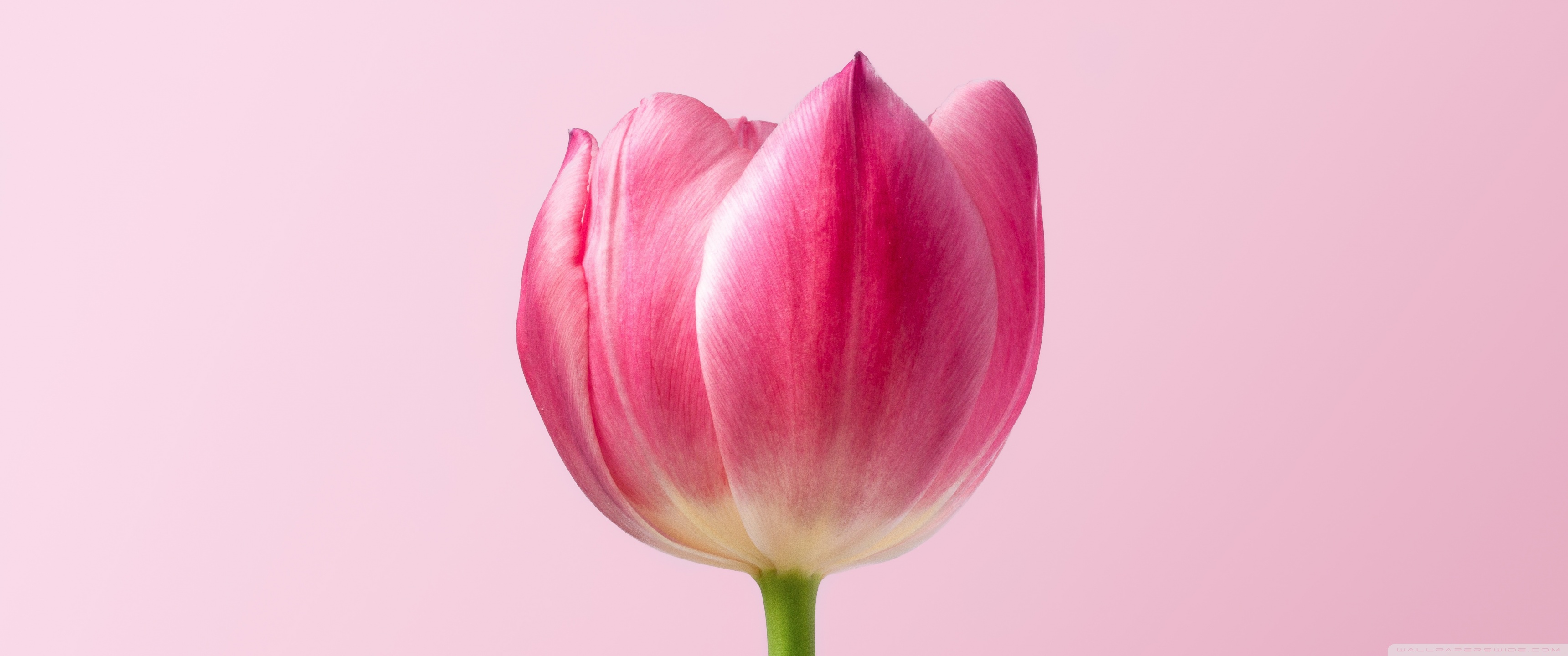 Single Pink Tulip Spring Flower, Pink Background Ultra HD Desktop Background Wallpaper for 4K UHD TV, Widescreen & UltraWide Desktop & Laptop, Multi Display, Dual Monitor, Tablet