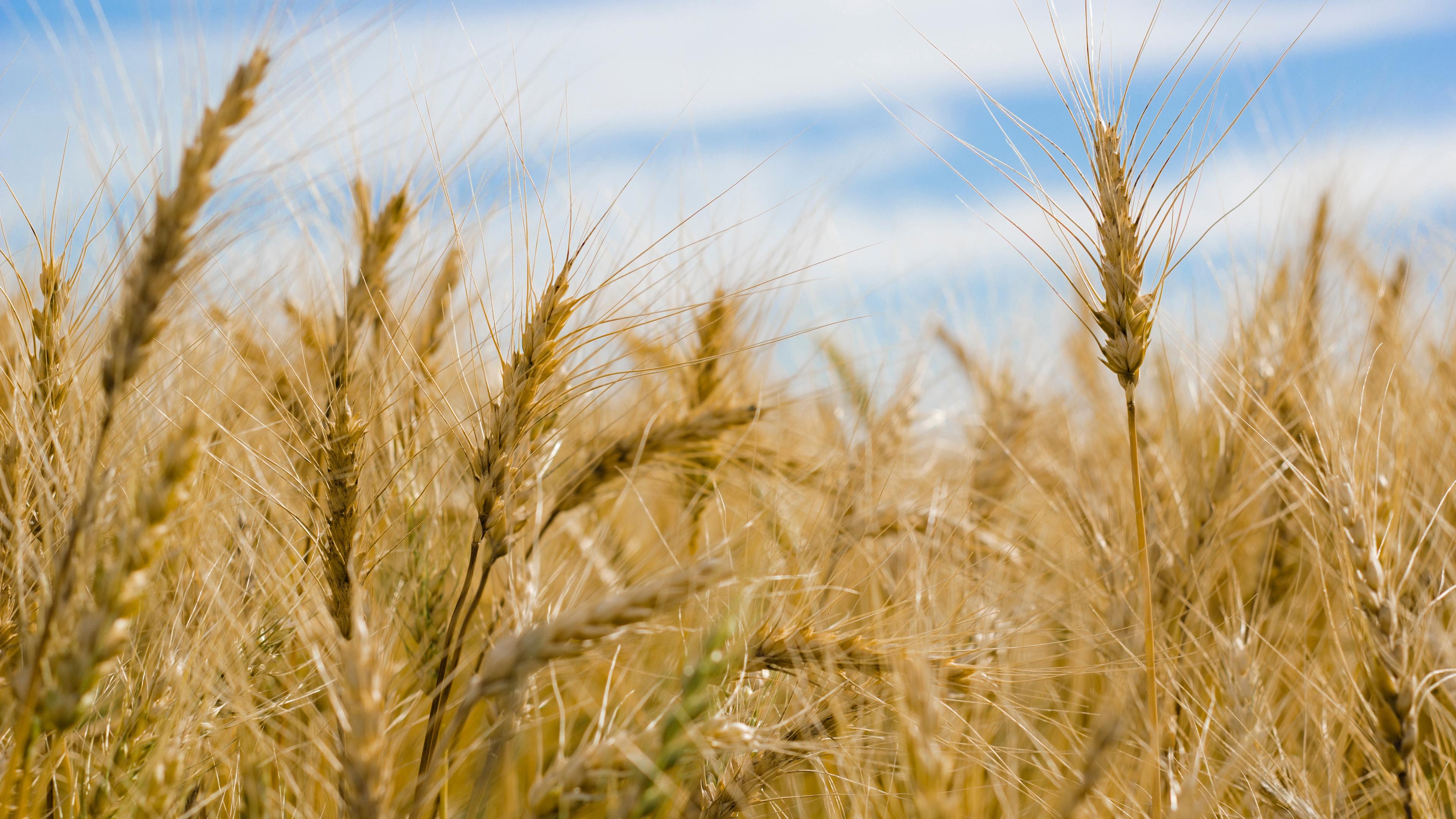 Wallpaper 4k Dry Wheat Farm 4k Wallpaper