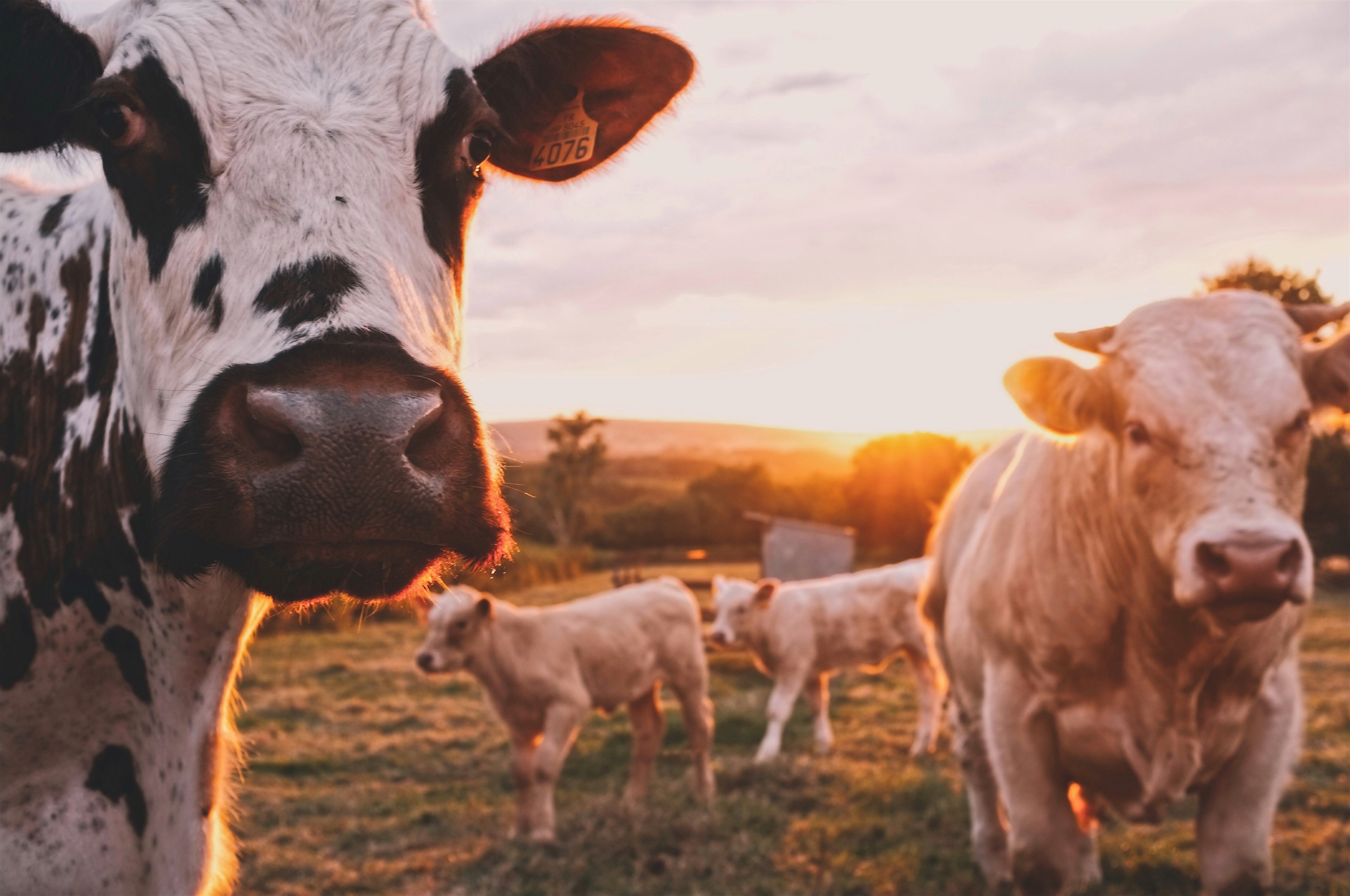 cow cows cattle and farm 4k HD Wallpaper