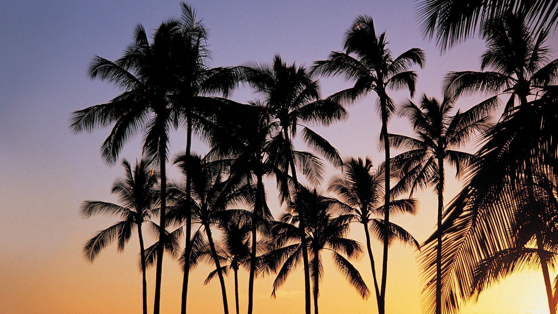 Cute Summer Laptop Wallpaper