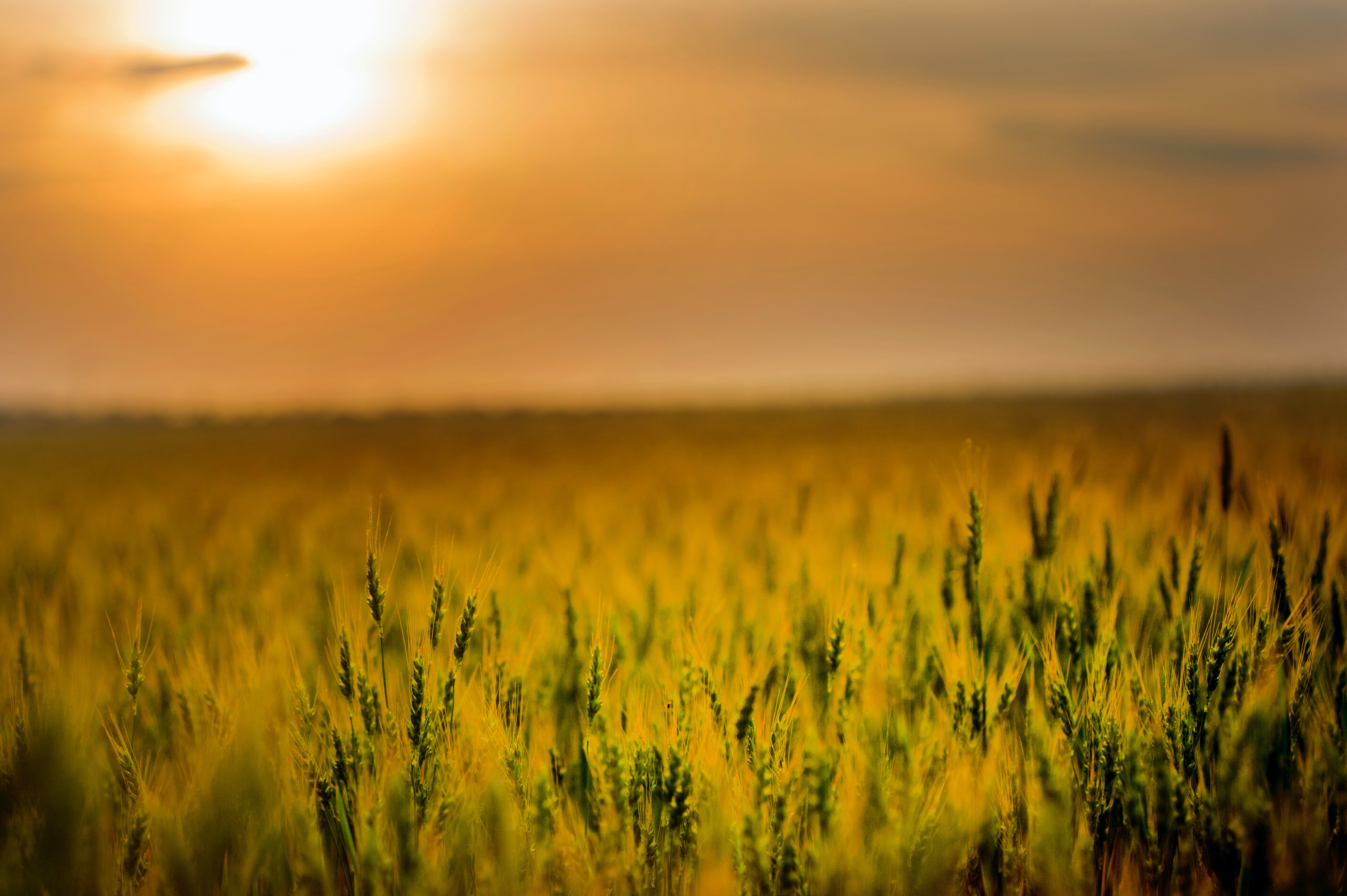 Wheat Field Photo, Download The BEST Free Wheat Field & HD Image