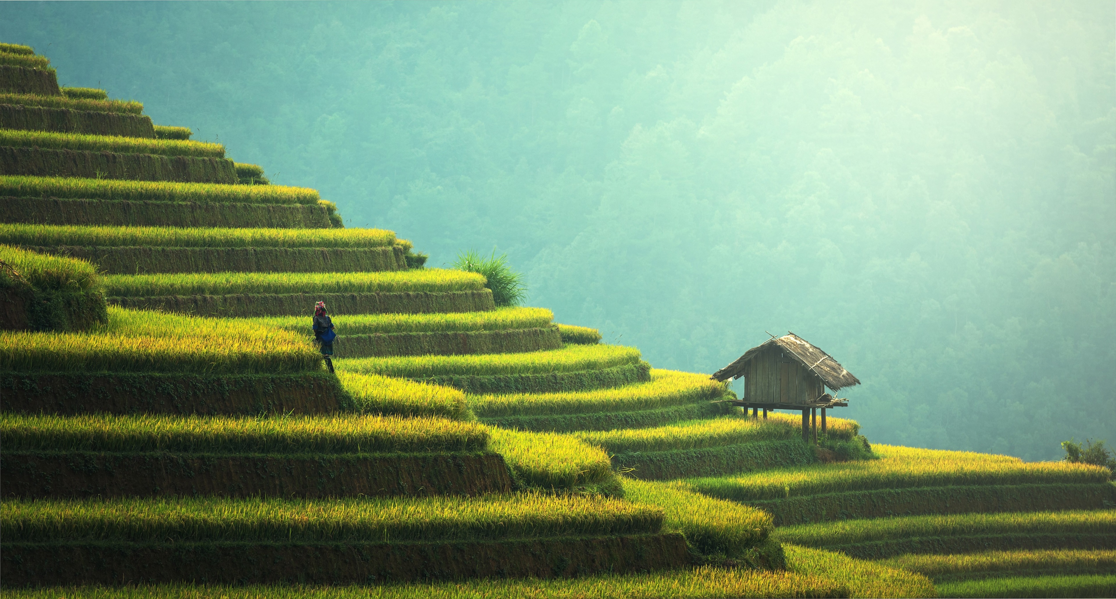3840x2061 terrace farming 4k pc desktop wallpaper HD Gallery HD Wallpaper