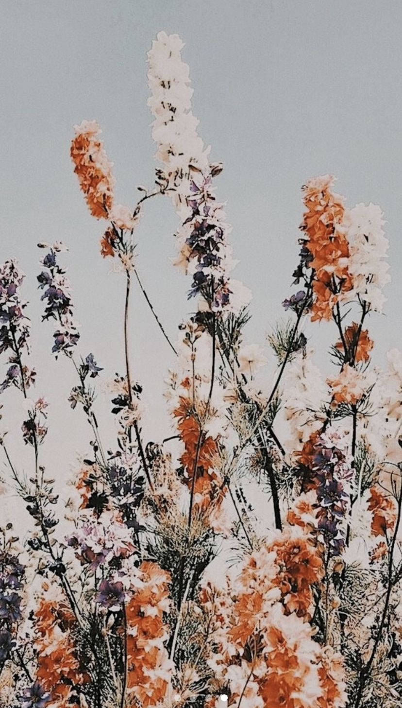 Boho iPhone Wallpaper