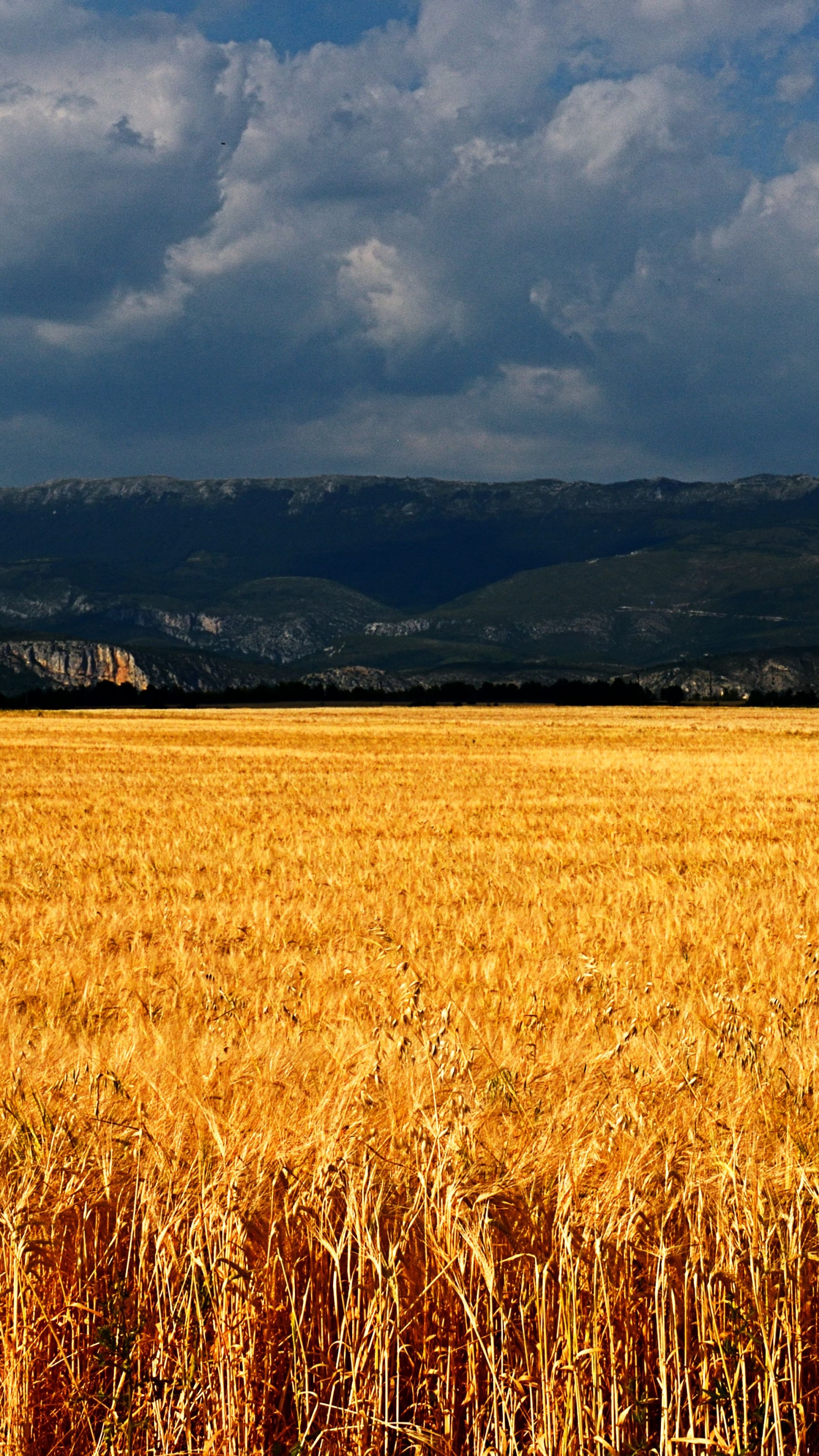 Wallpaper Plateau de Valensole, 5k, 4k wallpaper, 8k, France, meadows, wheat, clouds, Nature
