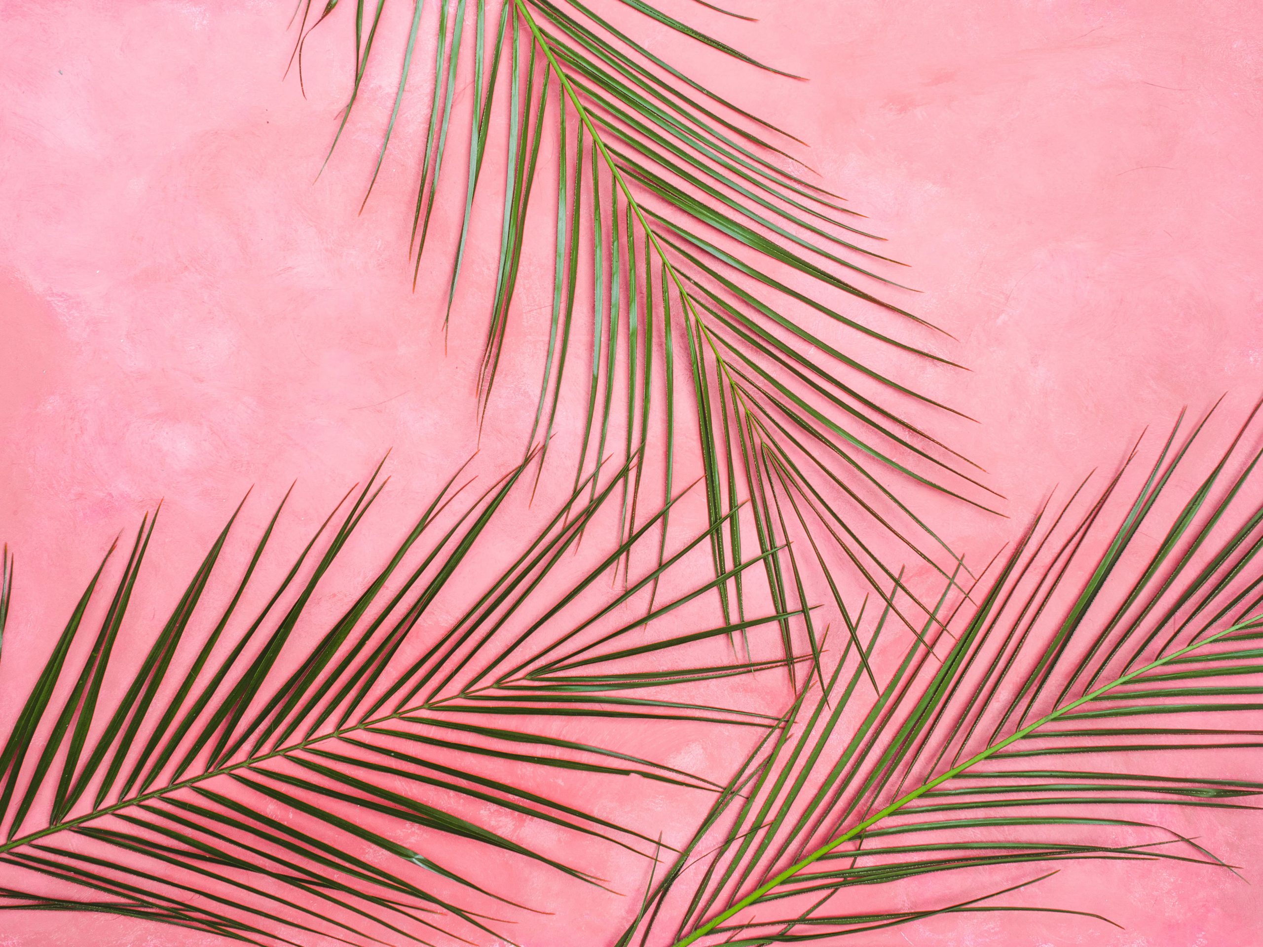 Pink Wall Wallpaper, Palm, Leaf, Tropical, Background, Pastel, Summer, Green