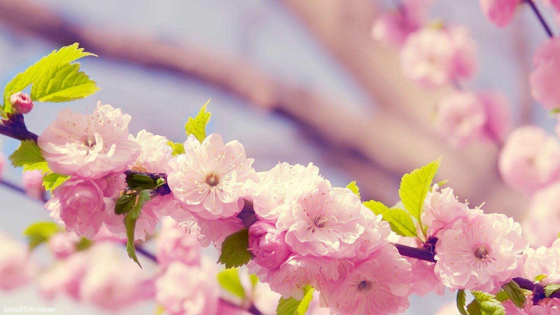 Spring Flowers Wide Wallpaper