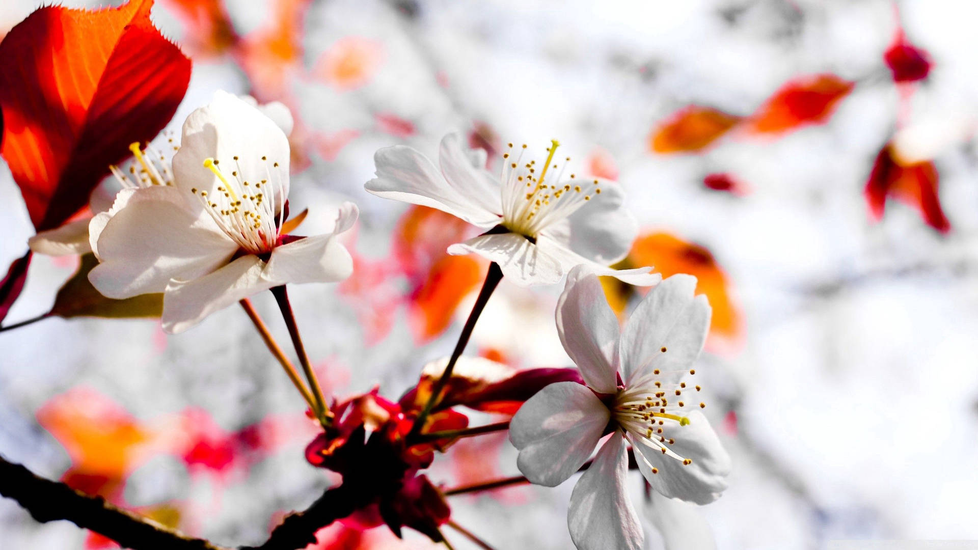 Spring Flowers Wallpaper