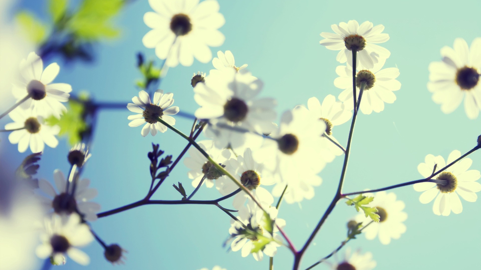 Nice Spring Flowers Wallpaper for Desktop: April 15, 2016