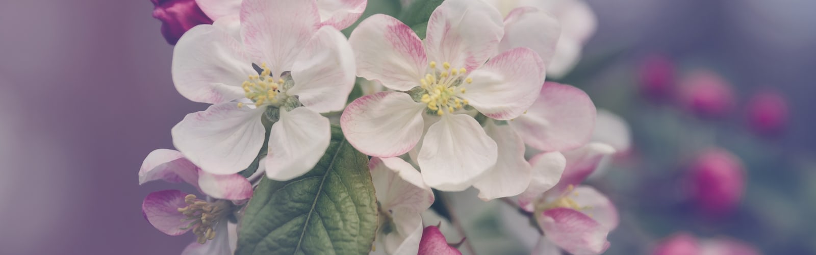 Spring laptop wallpaper best free wallpaper, spring, flower and plant photo