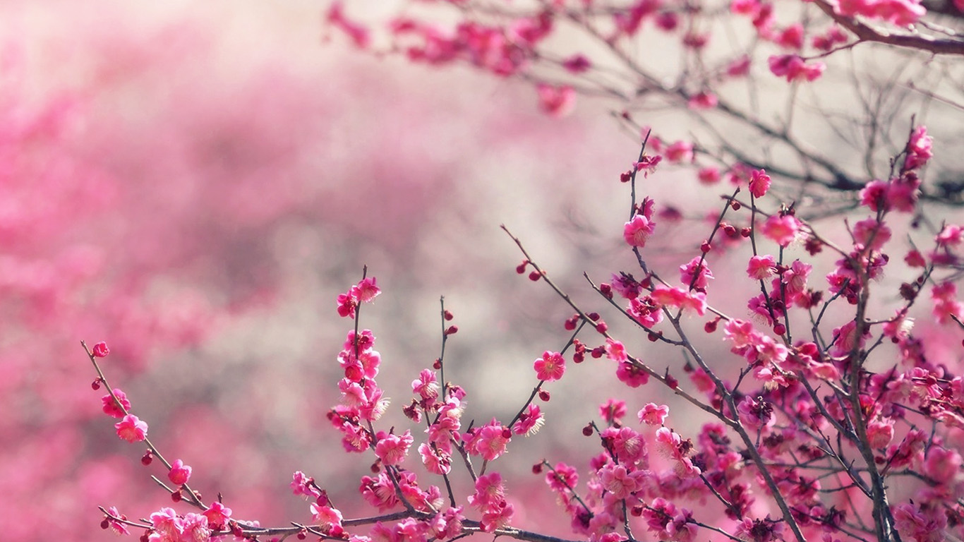 wallpaper for desktop, laptop. pink blossom nature flower spring love