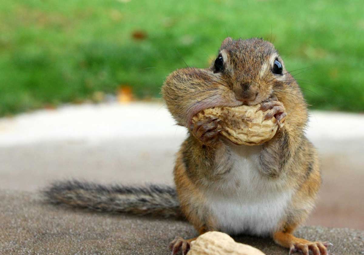 Funny Squirrel Wallpaper