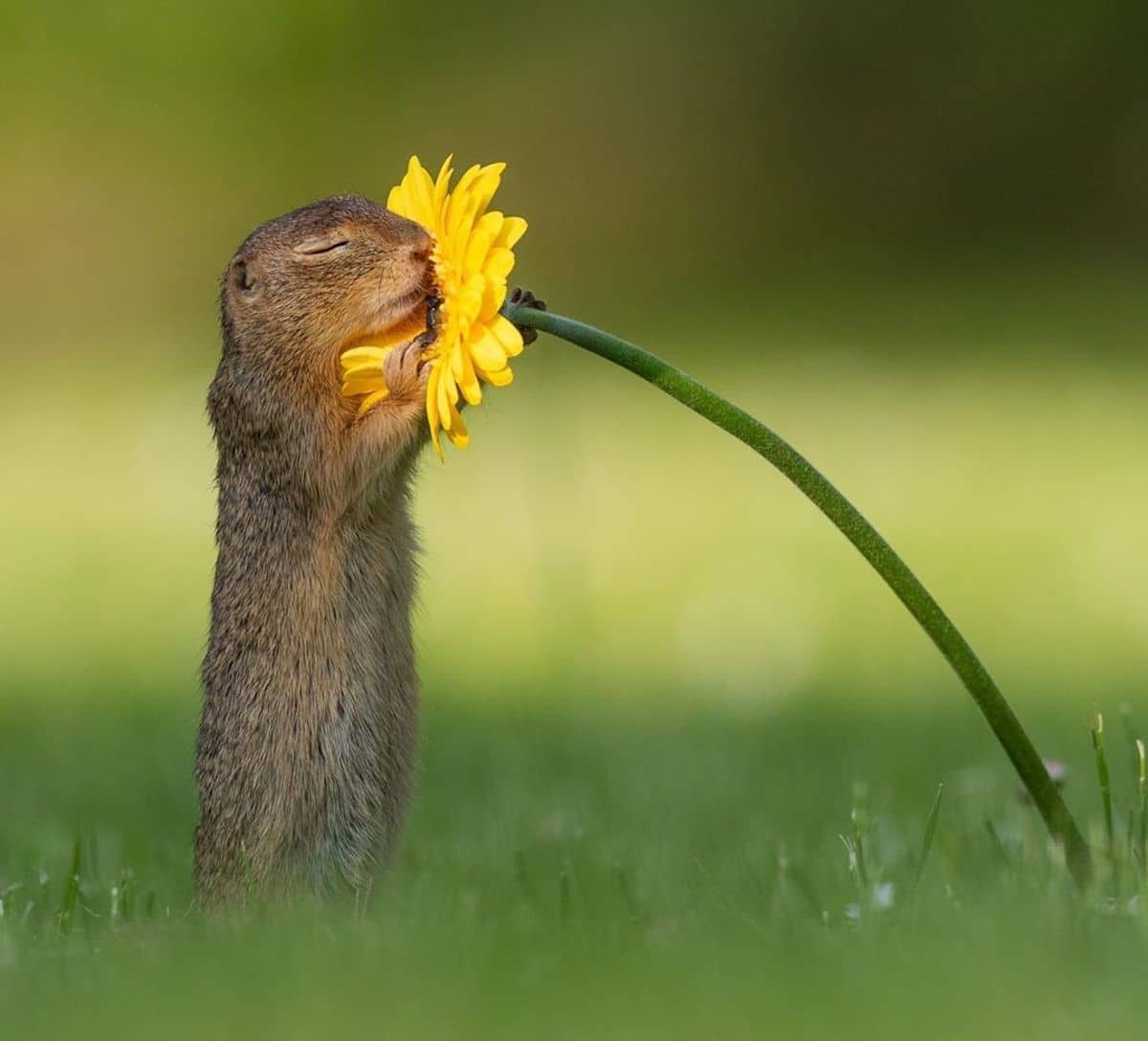 Cute Squirrel Picture of Adorable Creatures Smelling Flowers