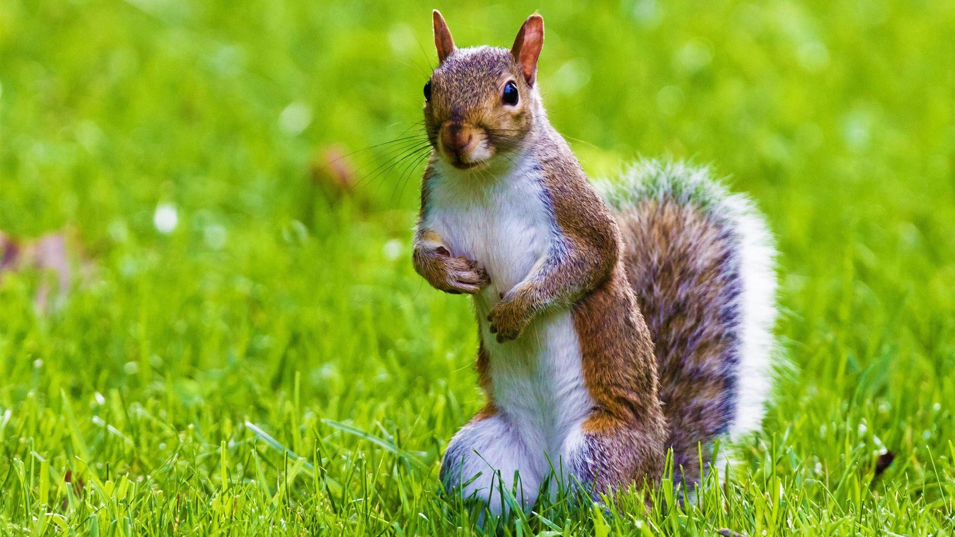 Cute Squirrel Wild Animal Desktop Wallpaper 1920×1080. Cute Animal