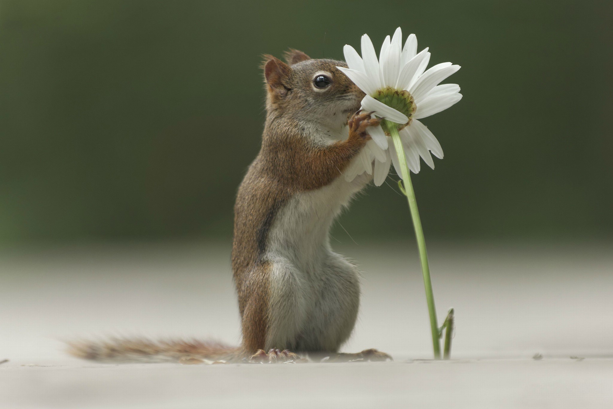 64,400+ Squirrel Tree Stock Photos, Pictures & Royalty-Free Images - iStock  | Grey squirrel tree, Squirrel tree nut, Squirrel tree frog