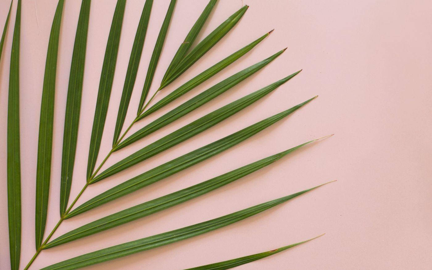 Download Minimalist Summer Aesthetic Palm Leaf Wallpaper