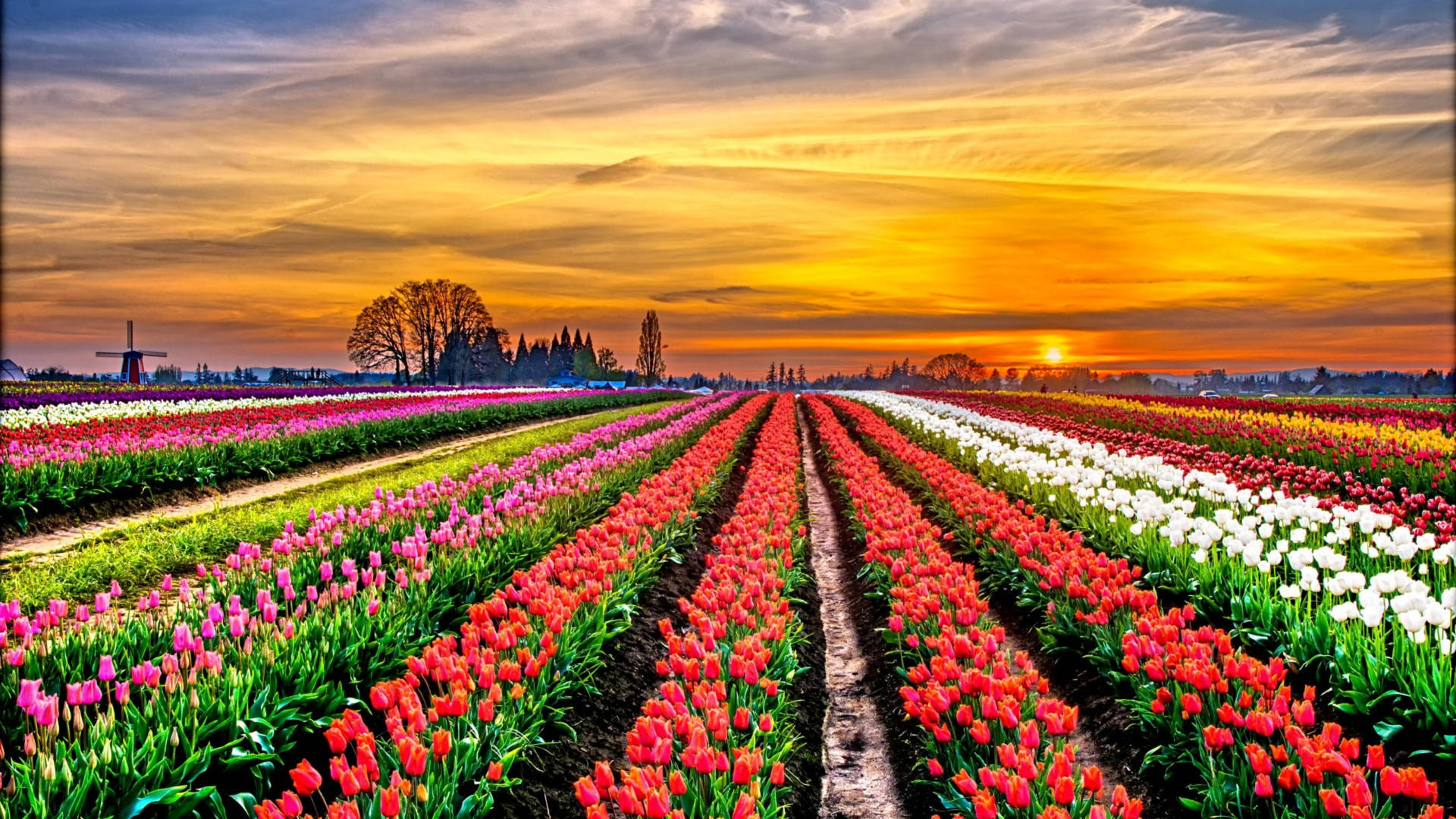 Country Summer Wallpaper