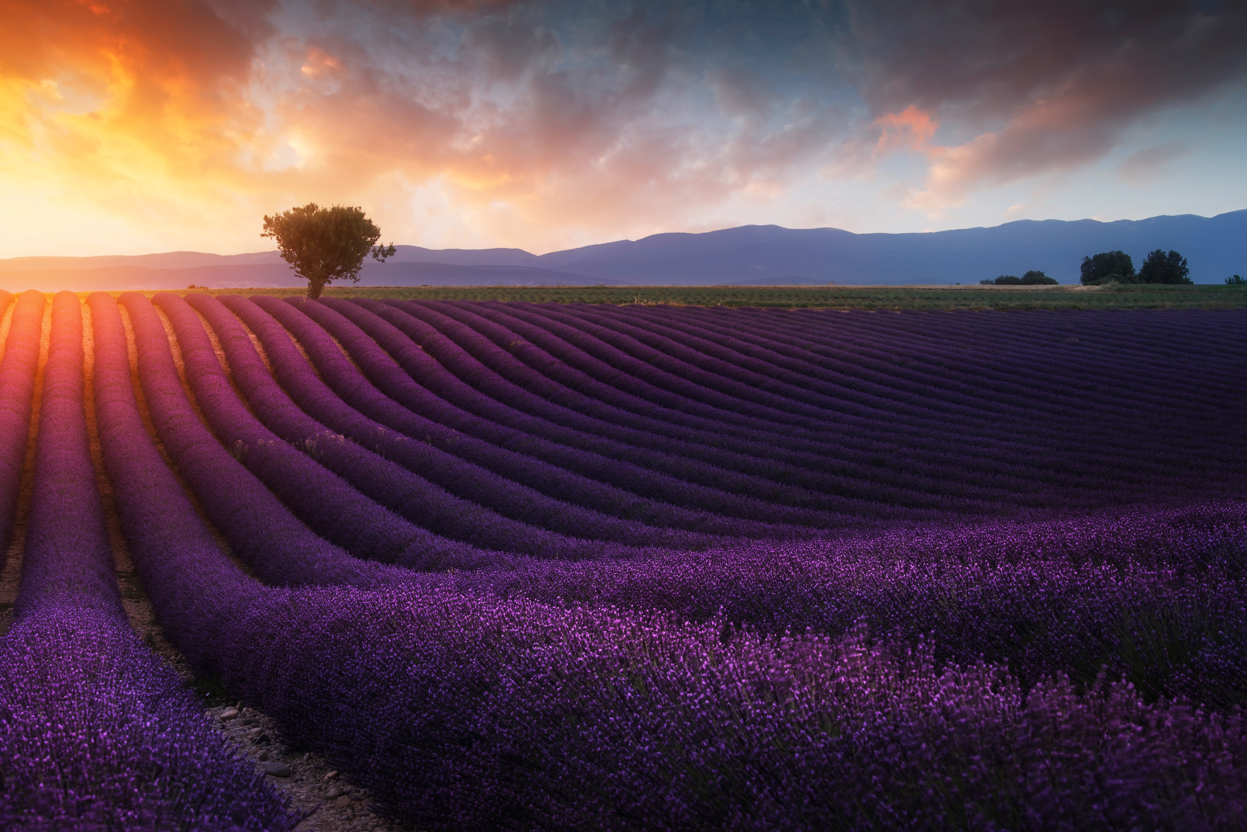 Summer, Field, Nature, Lavender, Purple Flower Gallery HD Wallpaper