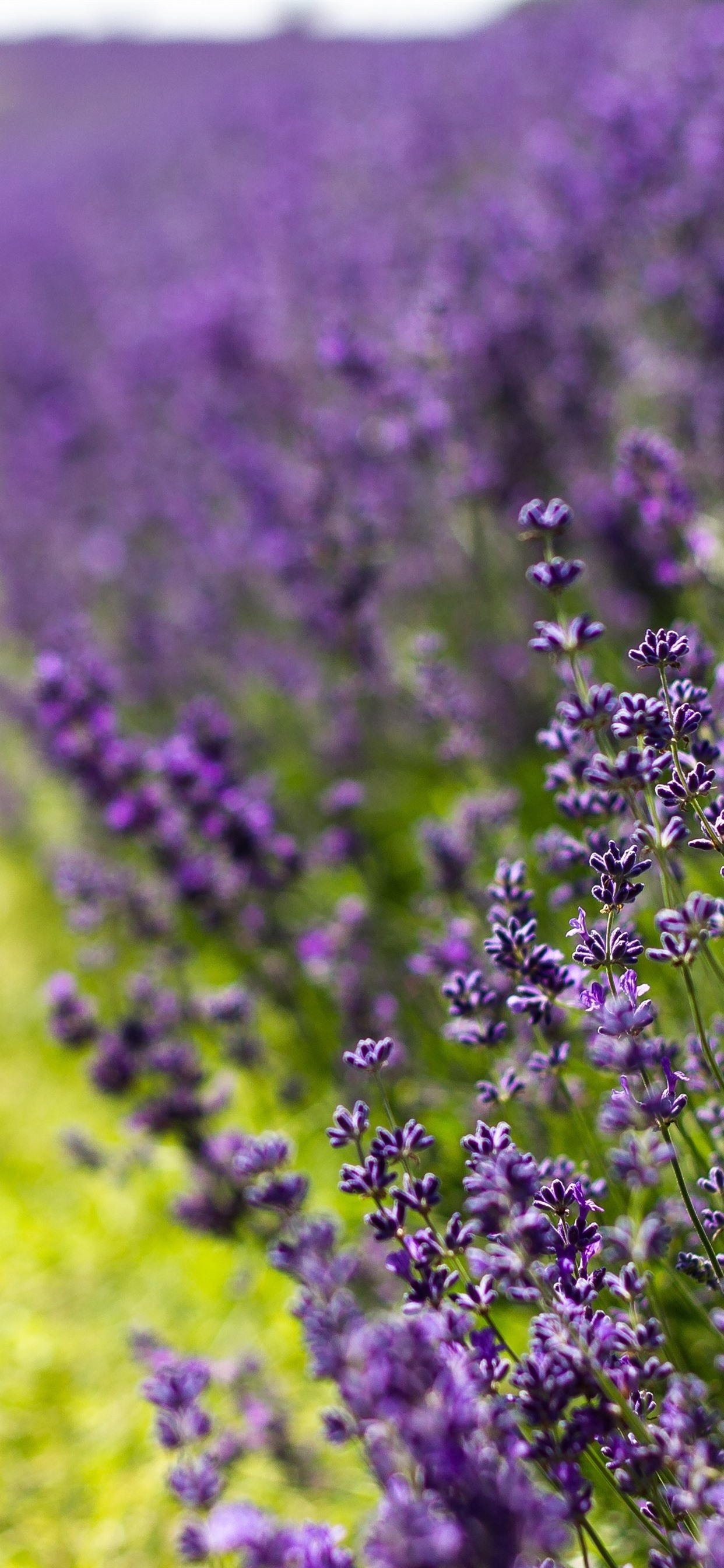 Wallpaper Lavender, purple flowers, summer 3840x2160 UHD 4K Picture, Image