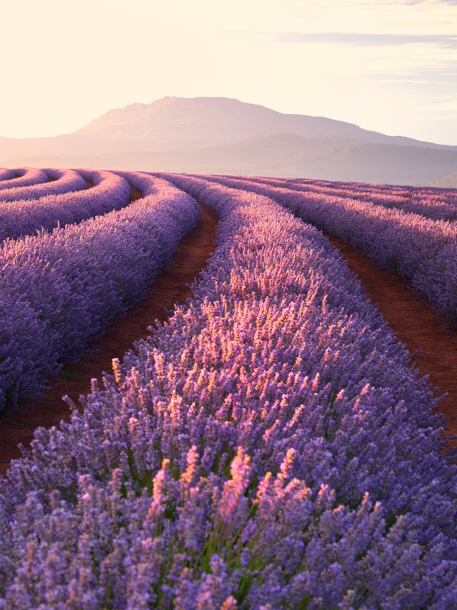 Wallpaper / Earth Lavender Phone Wallpaper, Purple Flower, Flower, Summer, Landscape, Nature, 1536x2048 free download