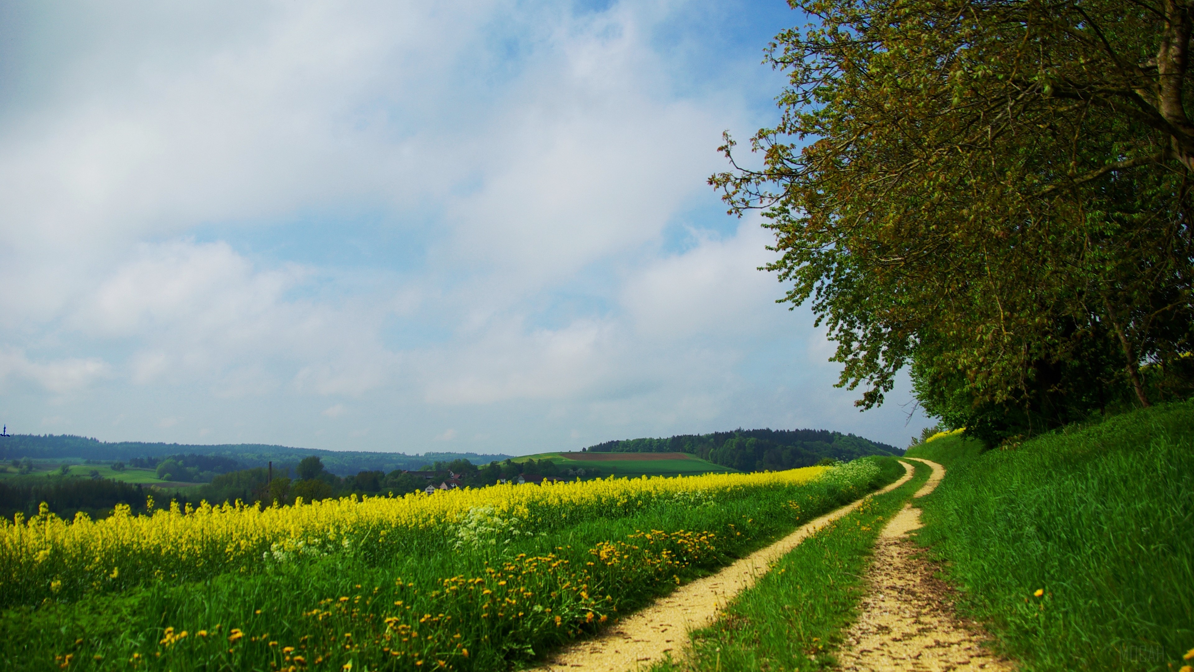 road, country, summer, flowers, yellow, day, glade 4k Gallery HD Wallpaper