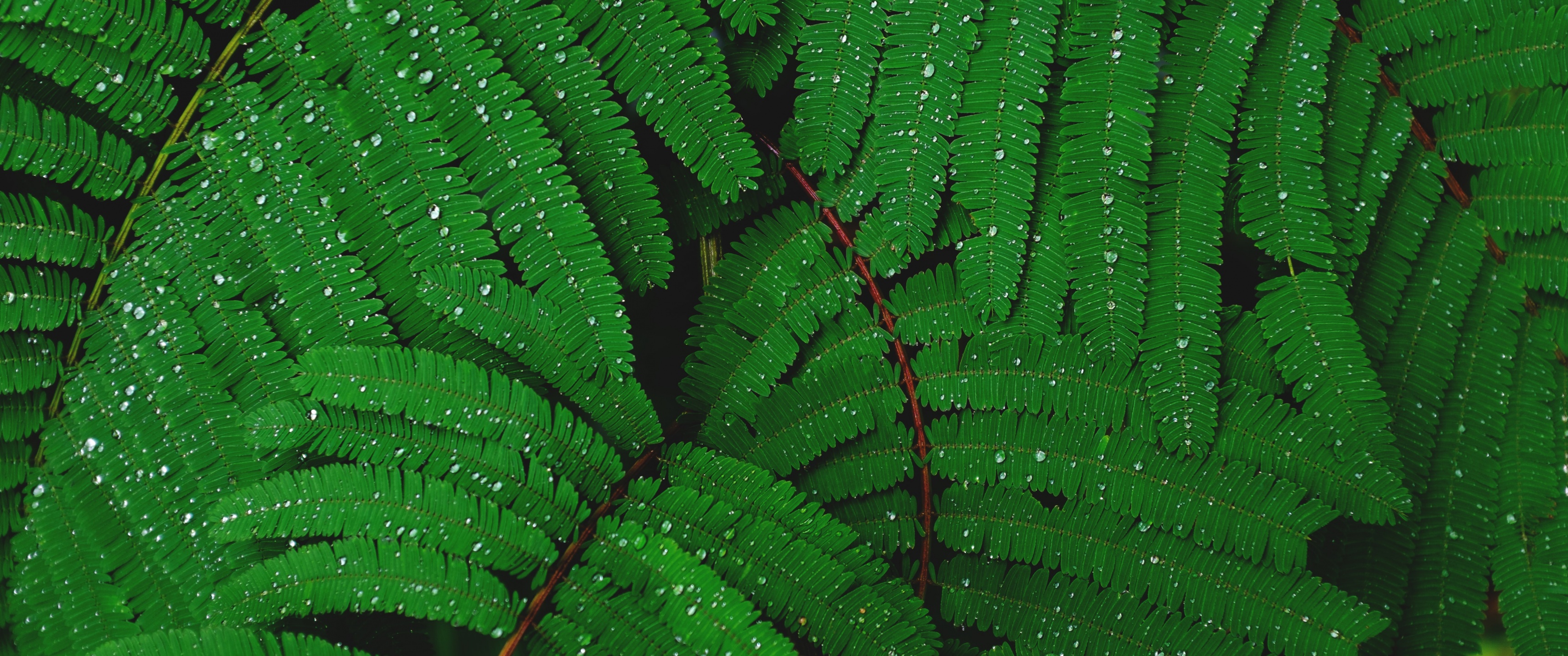 Plant Wallpaper 4K, Leaves, Branches, Nature