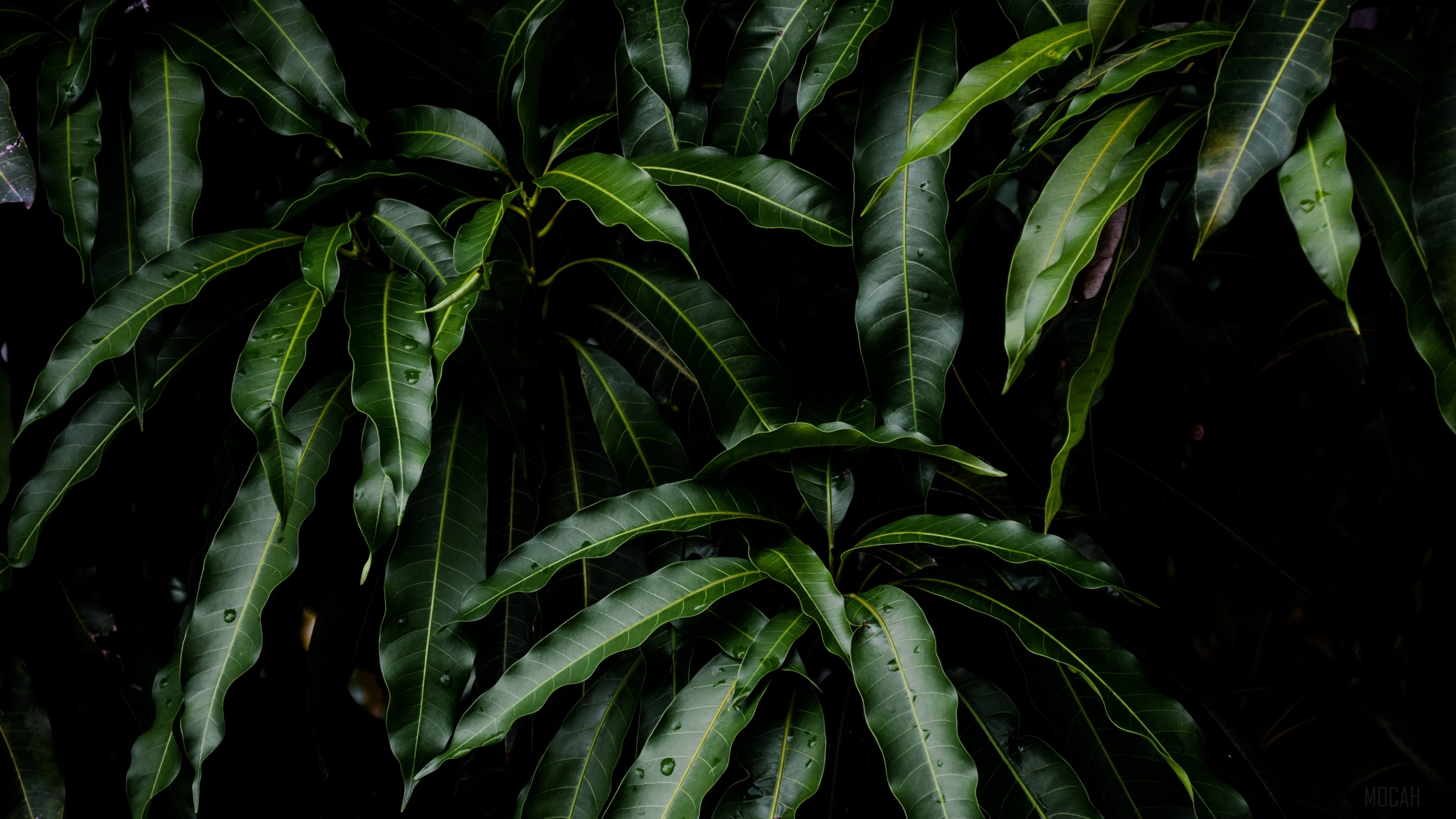 leaves, green, plant, mango 4k Gallery HD Wallpaper