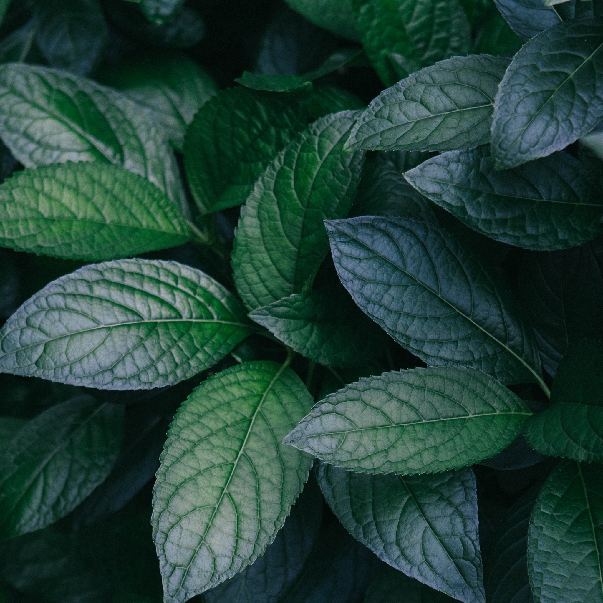 Wallpaper 4k leaves, plant, green, bush, branches 4k Wallpaper