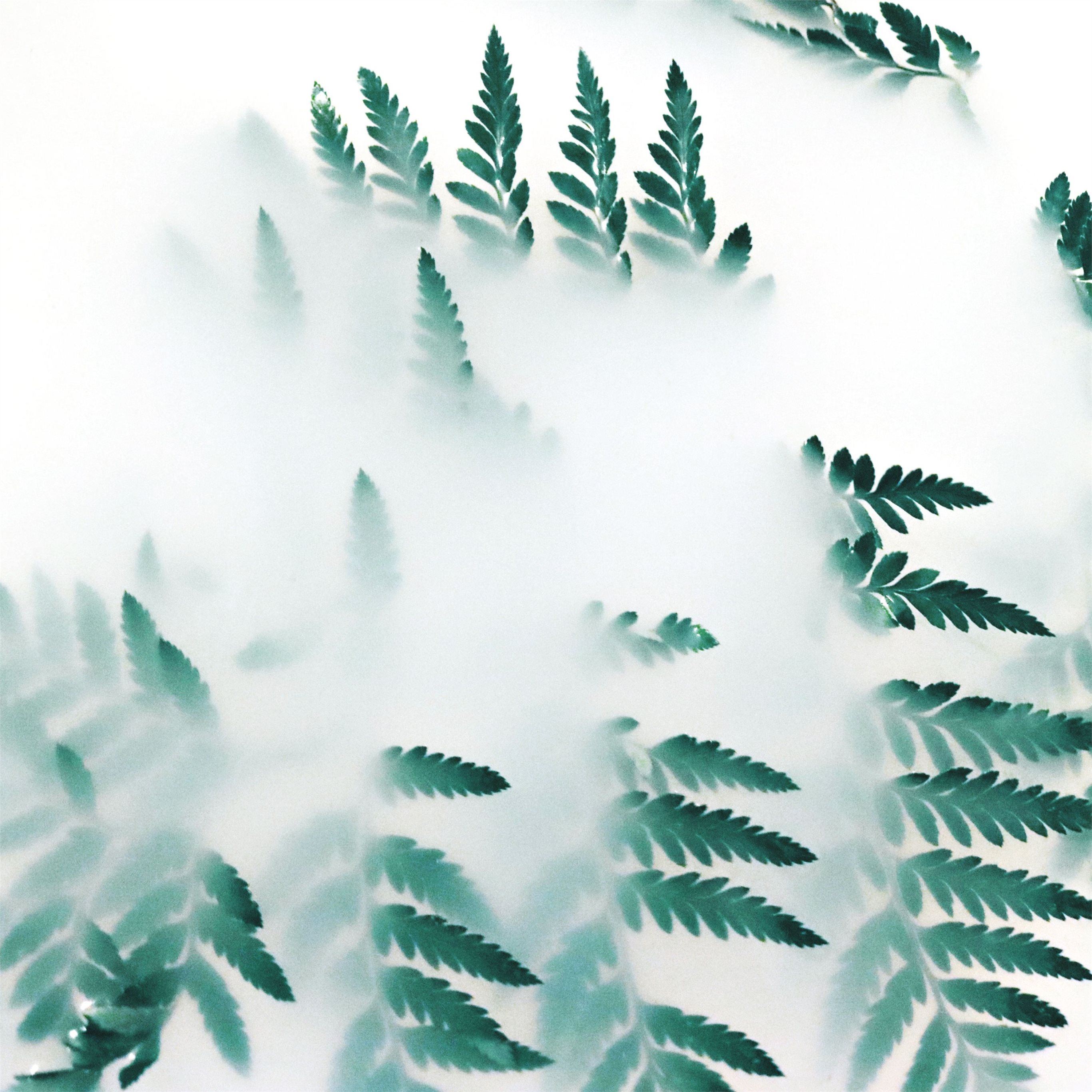 green leaf plants fog 4k iPad Pro Wallpaper Free Download