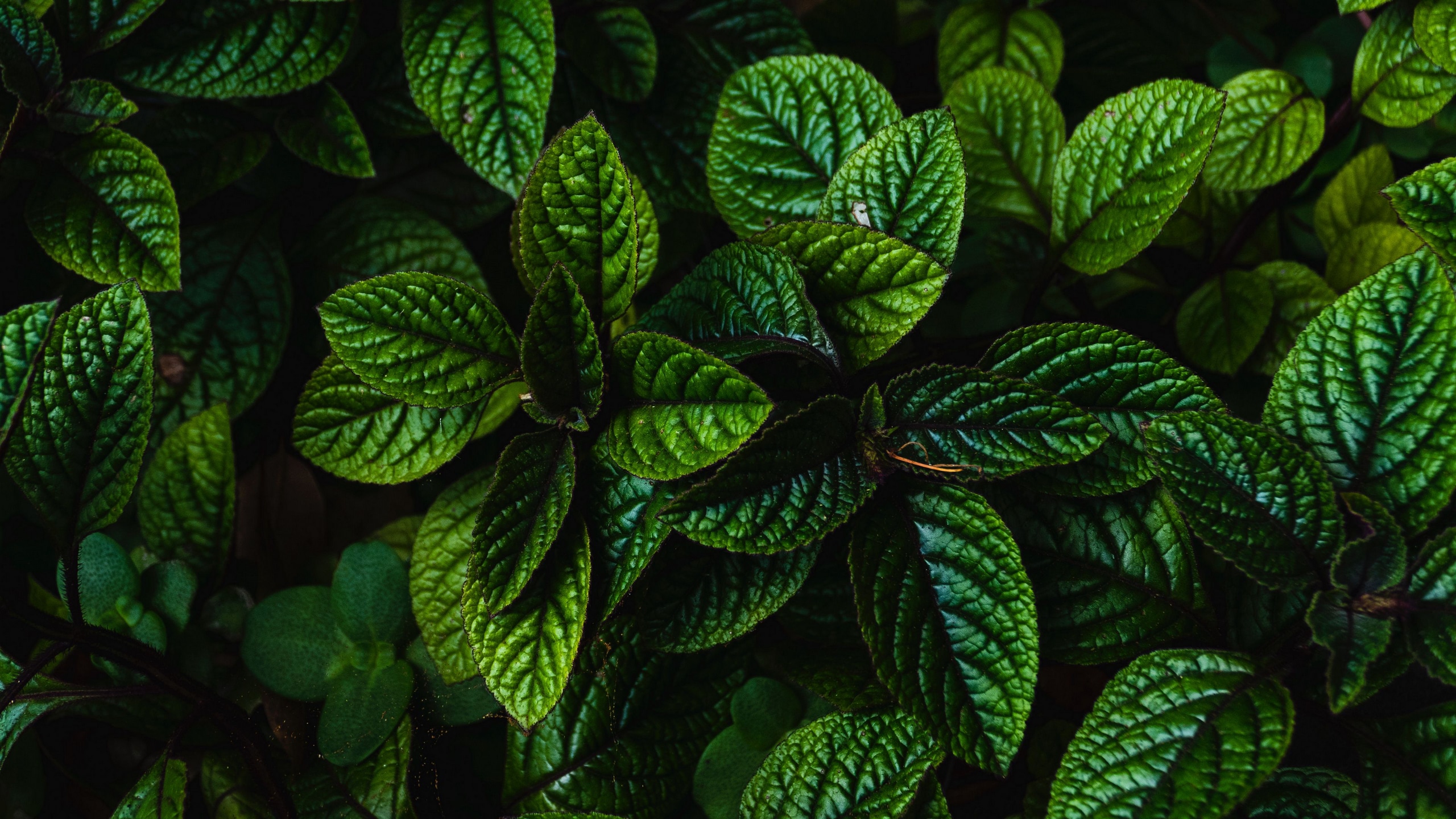 Wallpaper / leaves, green, bushes, carved, dark, plant, 4k free download