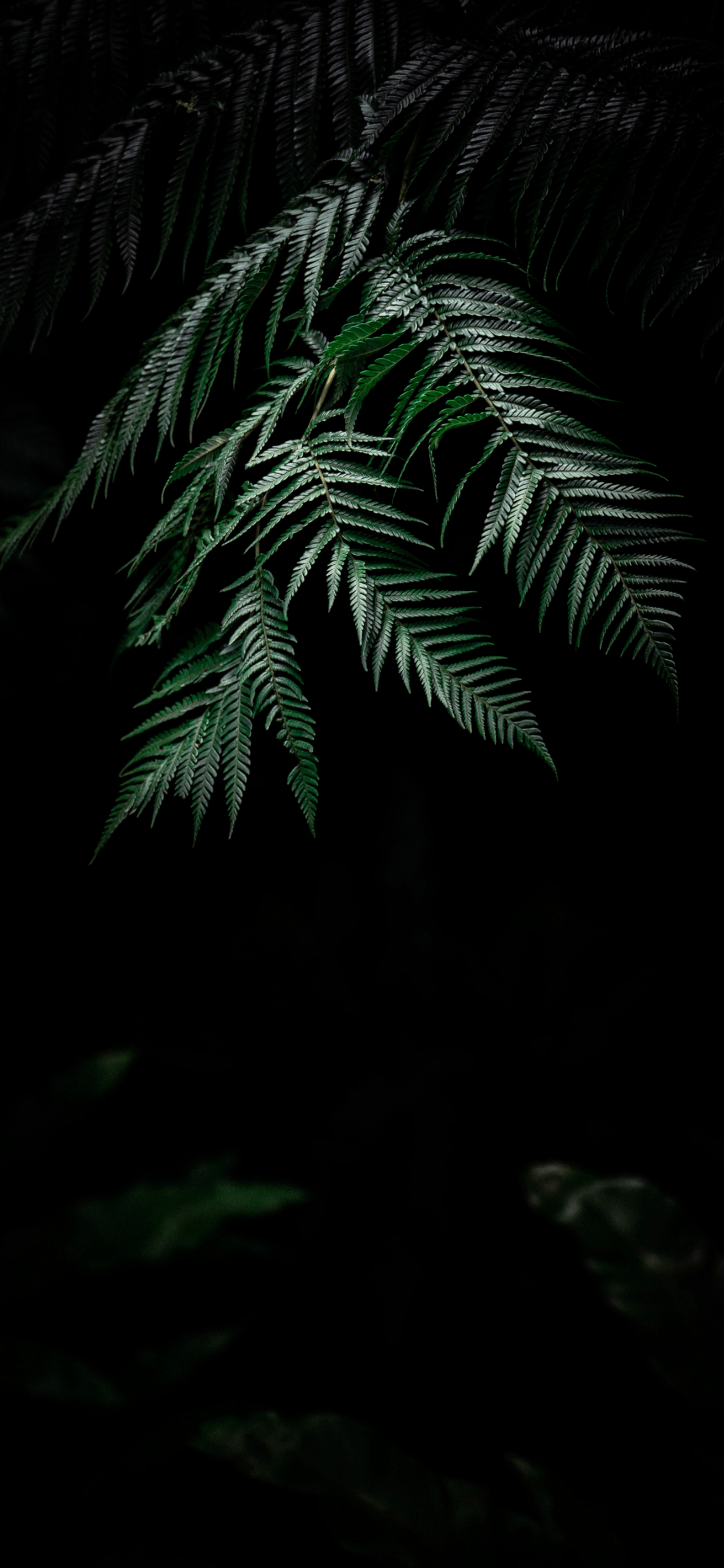 Plants Wallpaper for iPhone 11, Pro Max, X, 8, 7, 6