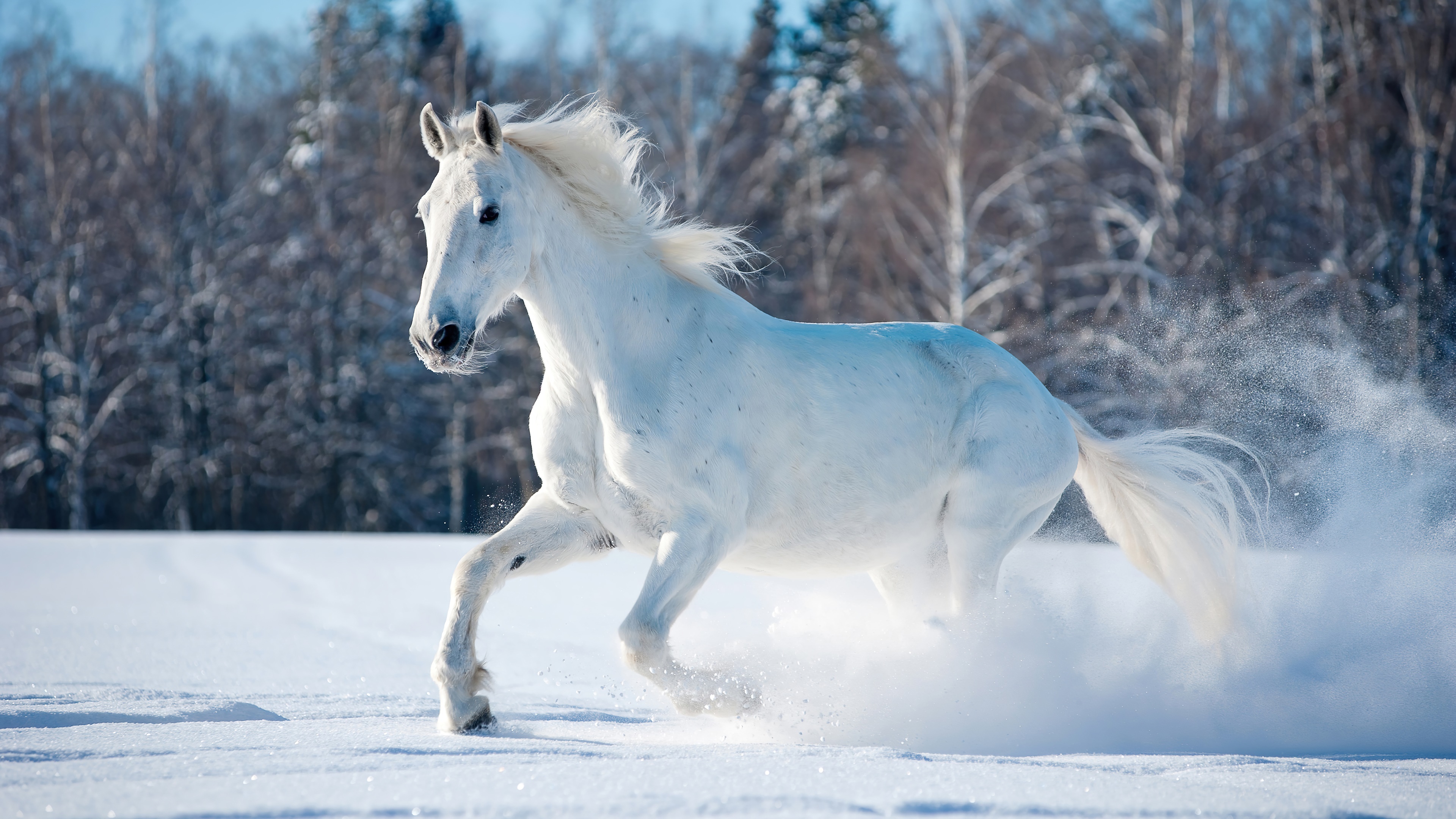 wallpaper, white, horse, running, snow field, nature, 4k, HD Gallery HD Wallpaper