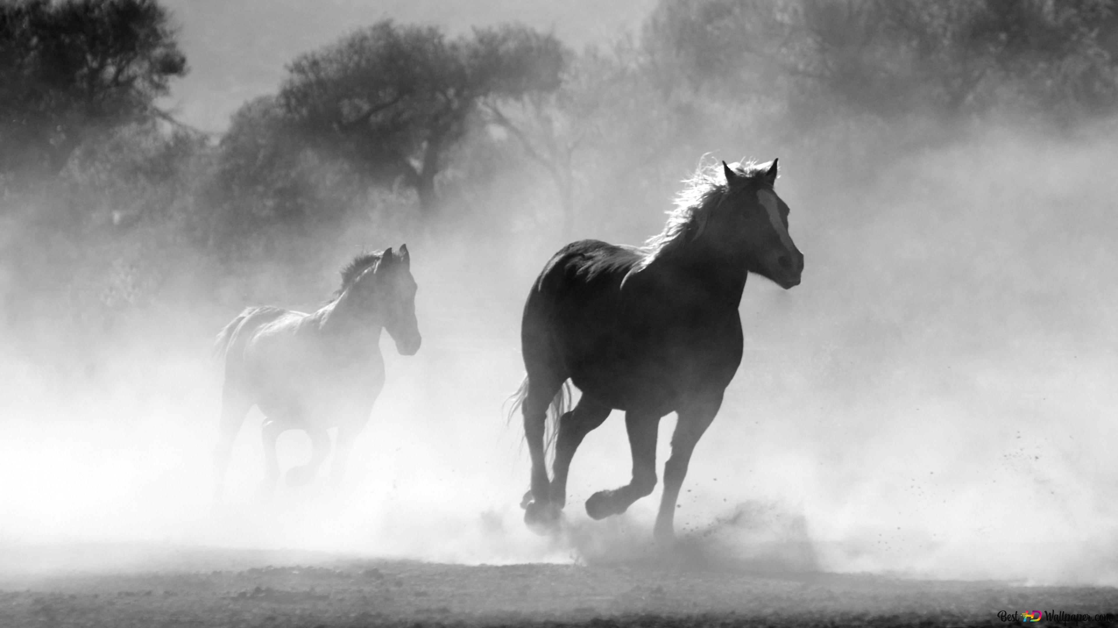 running horses 4K wallpaper download