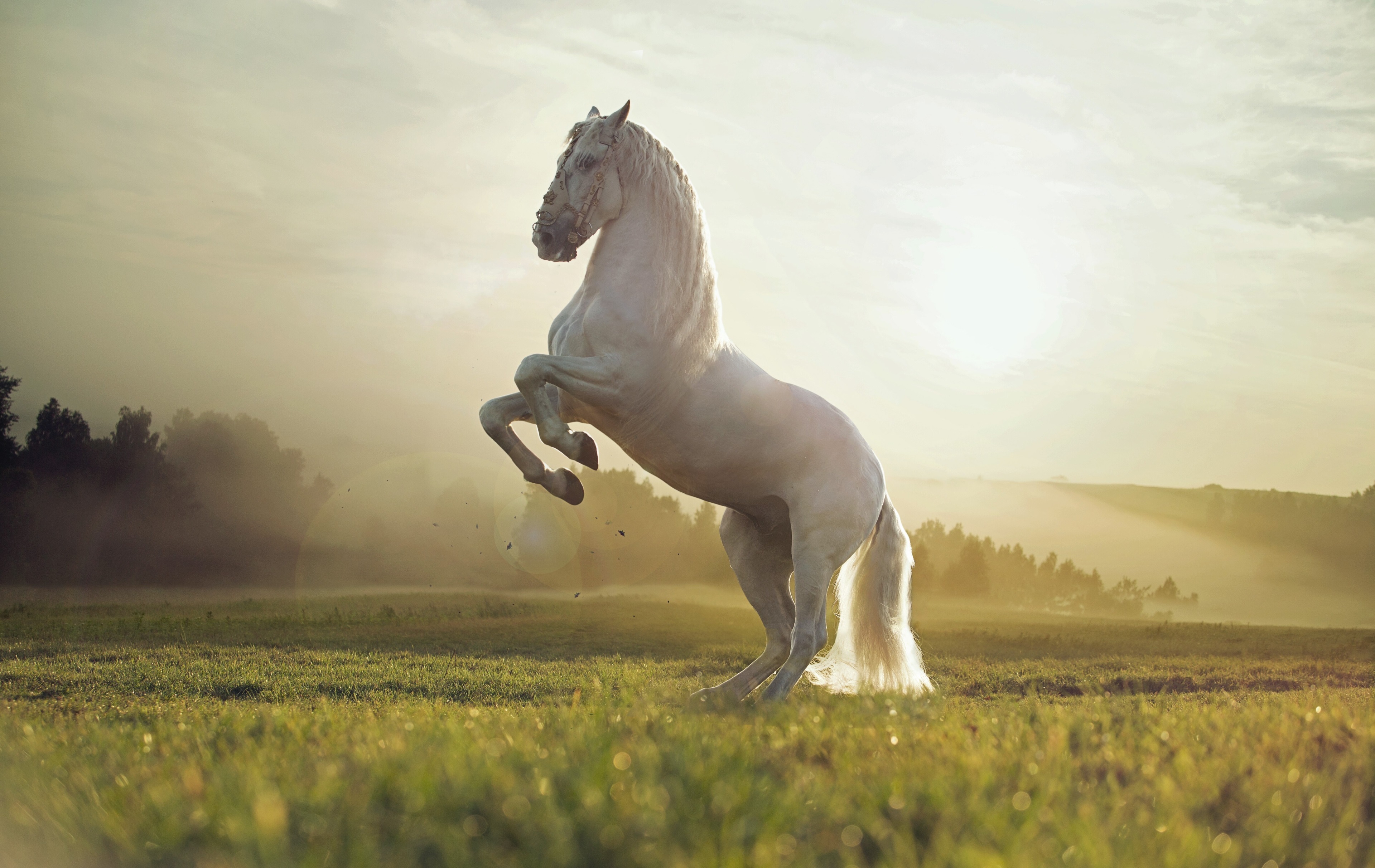 3840x2426 horse 4k computer wallpaper new Gallery HD Wallpaper