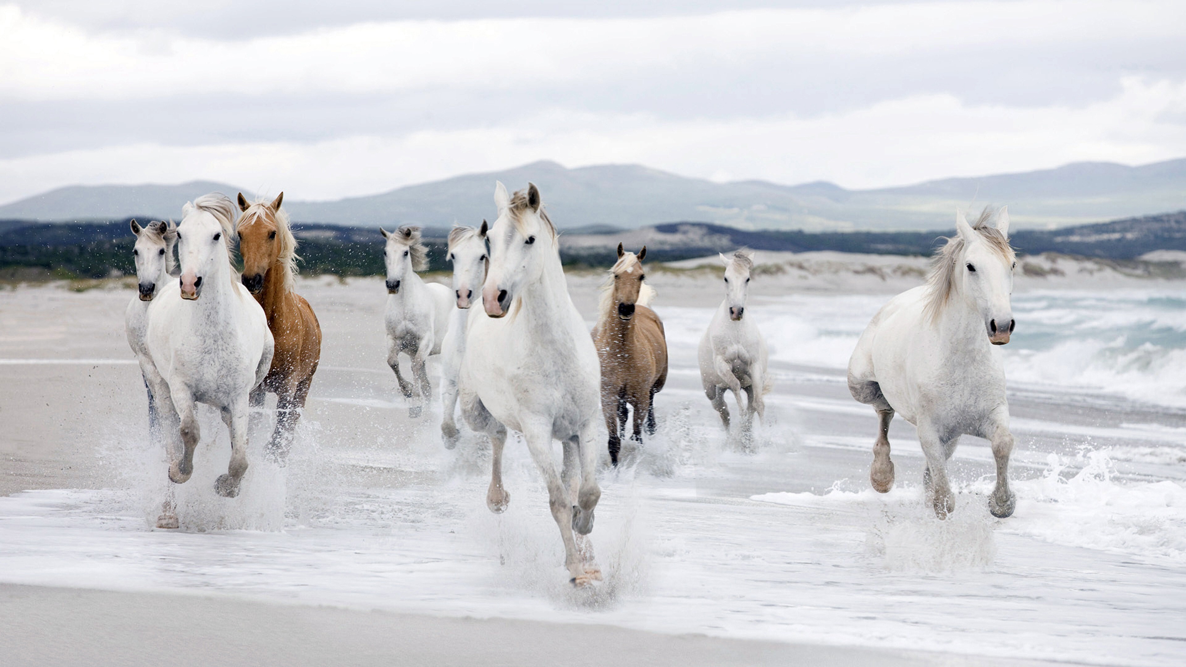 4K Photo of Group of Horse Running on Beach