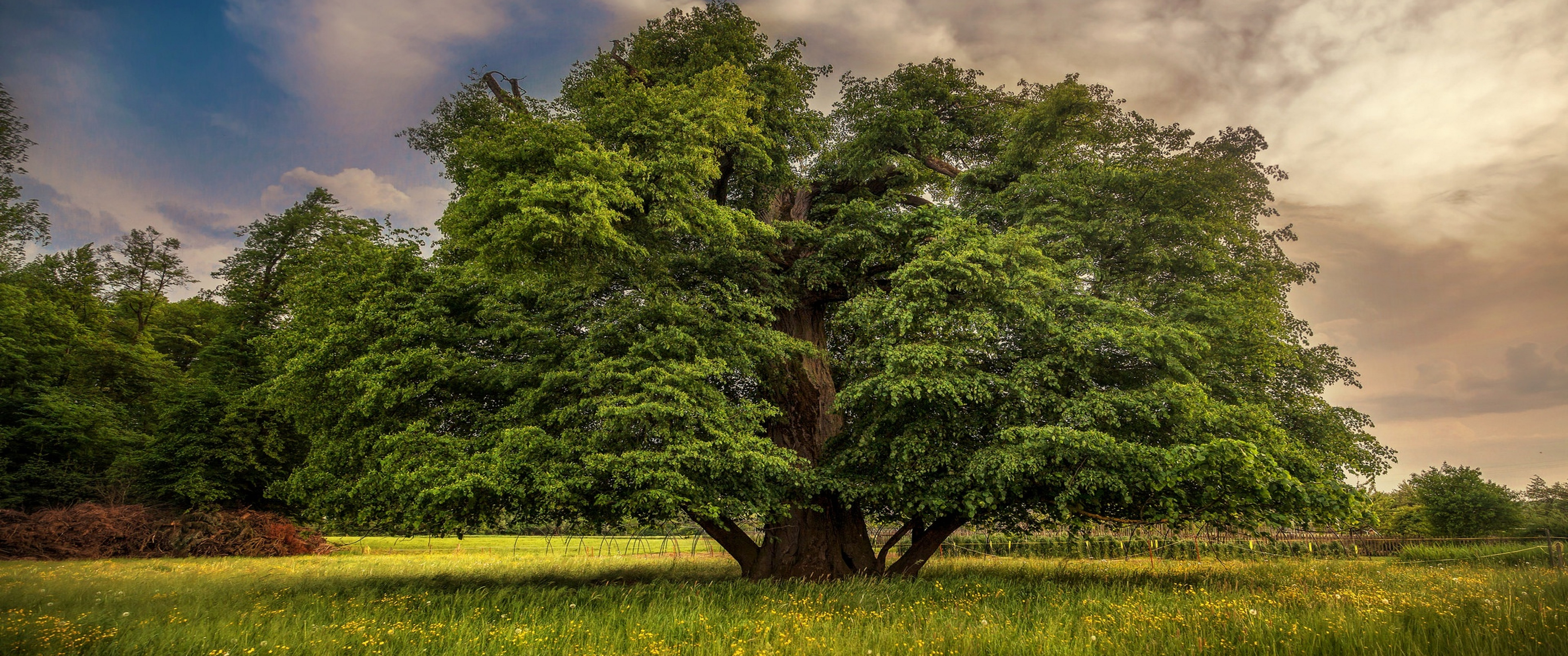 Download Nature, Grass, Wood, Sky, Summer Wallpaper in 3440x1440 Resolution