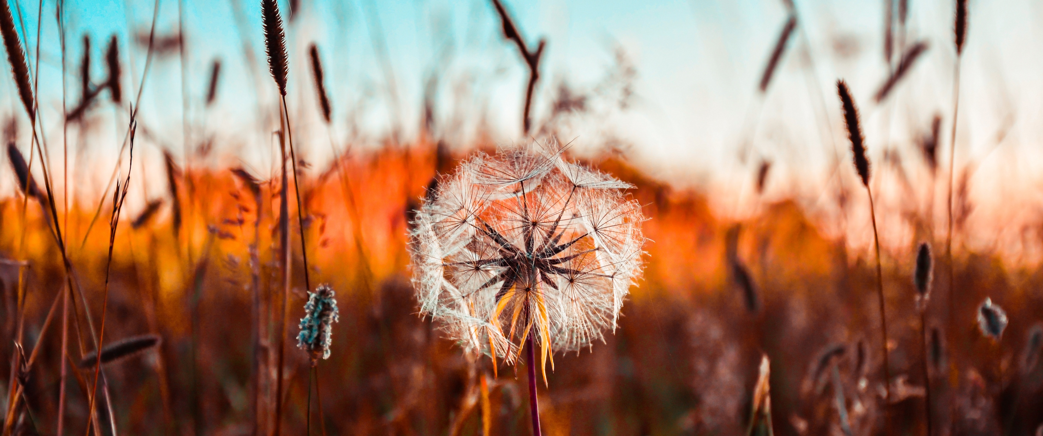 Dandelion flower Wallpaper 4K, Summer