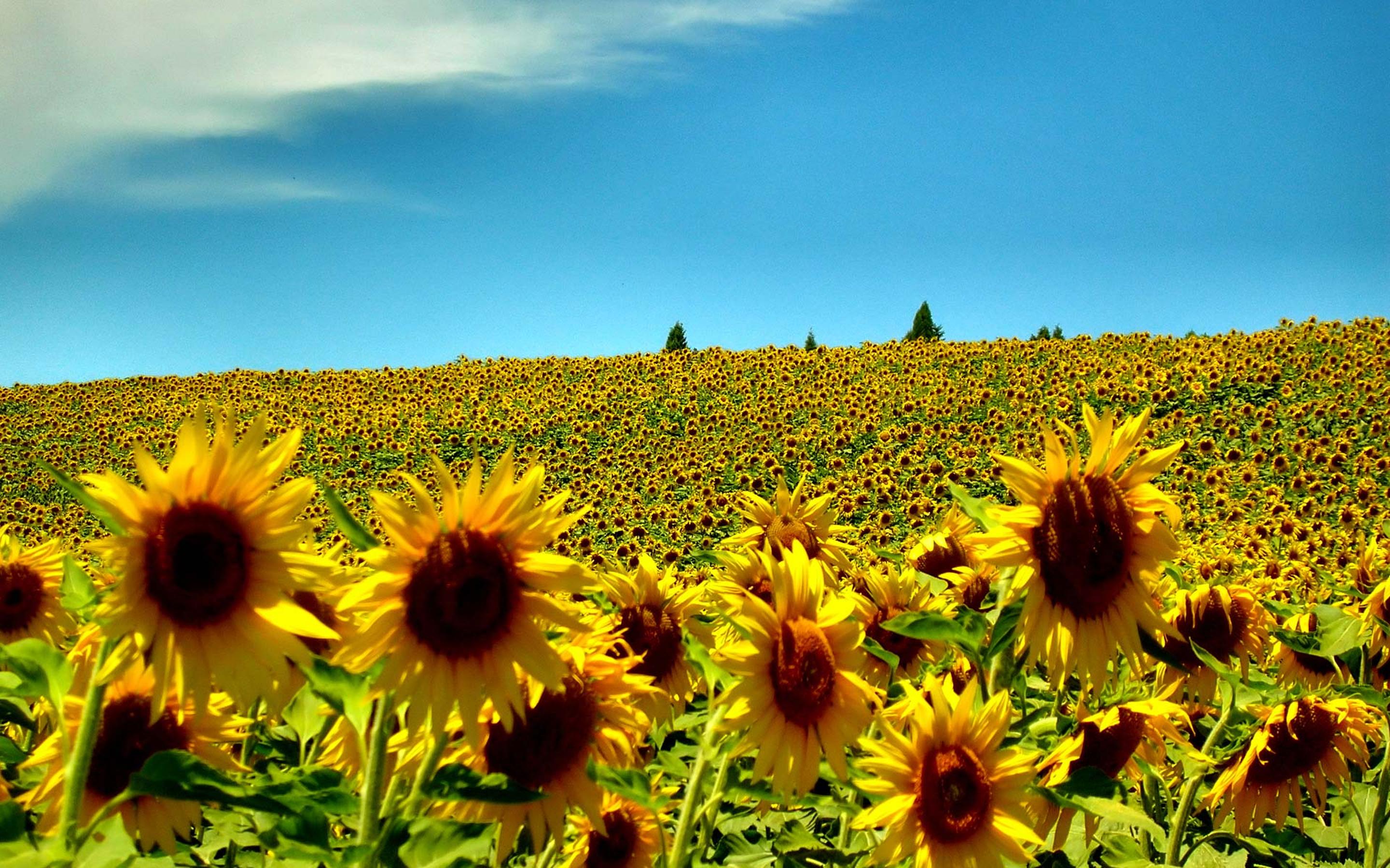 Field full with sunflowers summer time