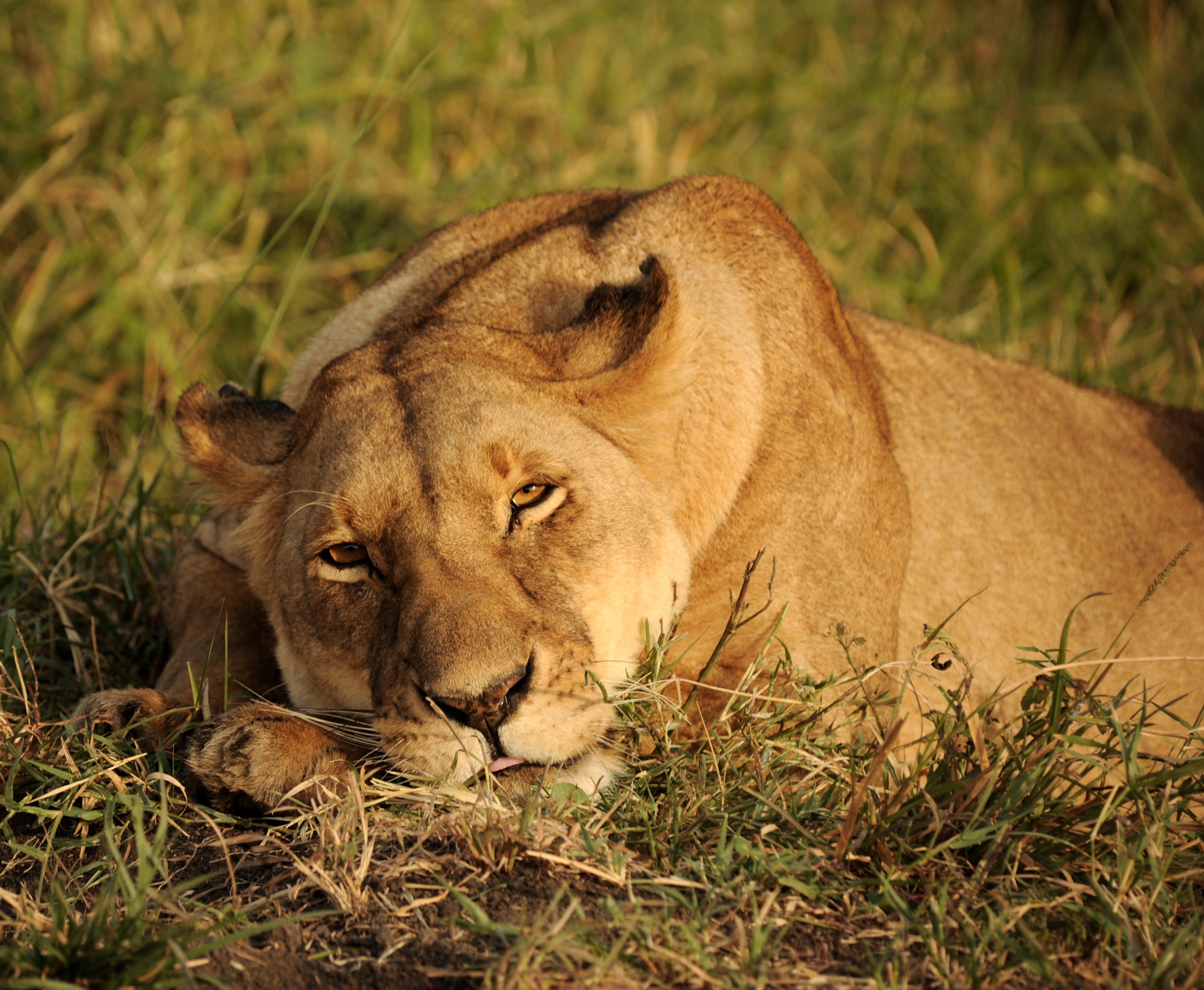 Wallpaper / lion, animals, predator, hd, africa, 4k free download