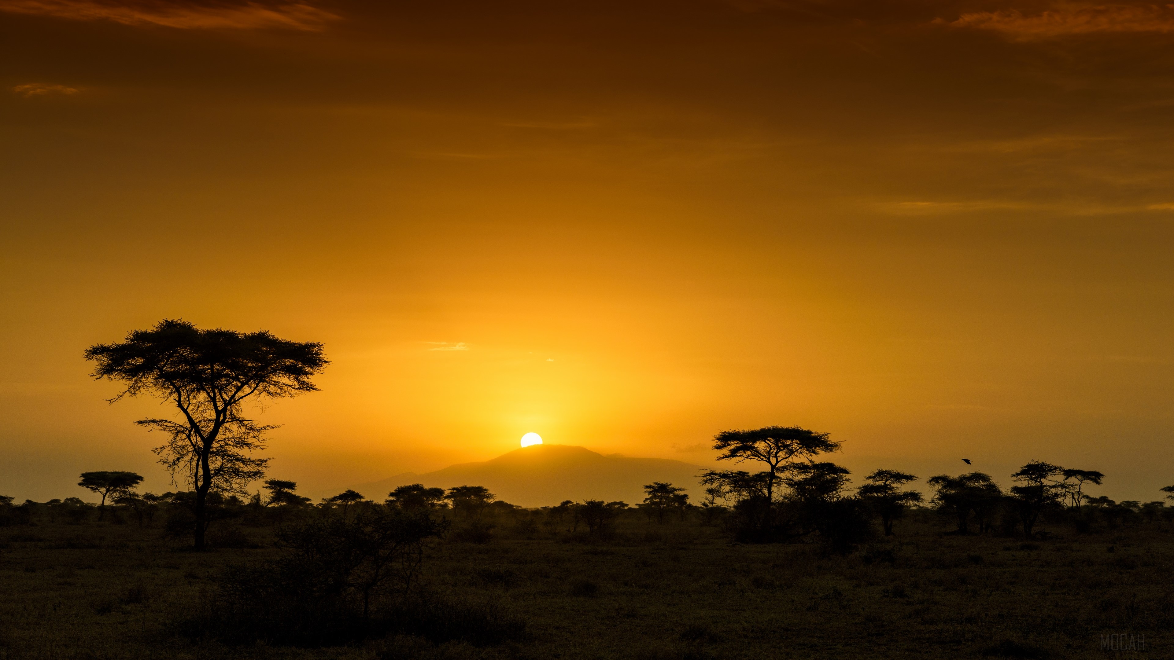 Africa, Dawn, Hill, Savannah, Sunrise, Tanzania, Tree 4k Gallery HD Wallpaper