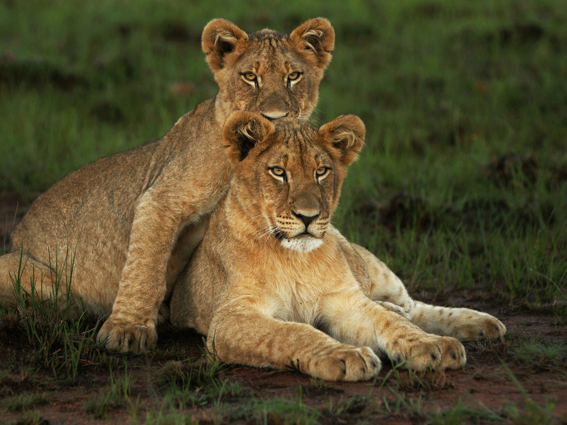 Animals Lion Cubs Brother And Sister Lephalale Local Municipality South Africa 4k Ultra HD Wallpaper For High Resolution Computer And Laptop, Wallpaper13.com