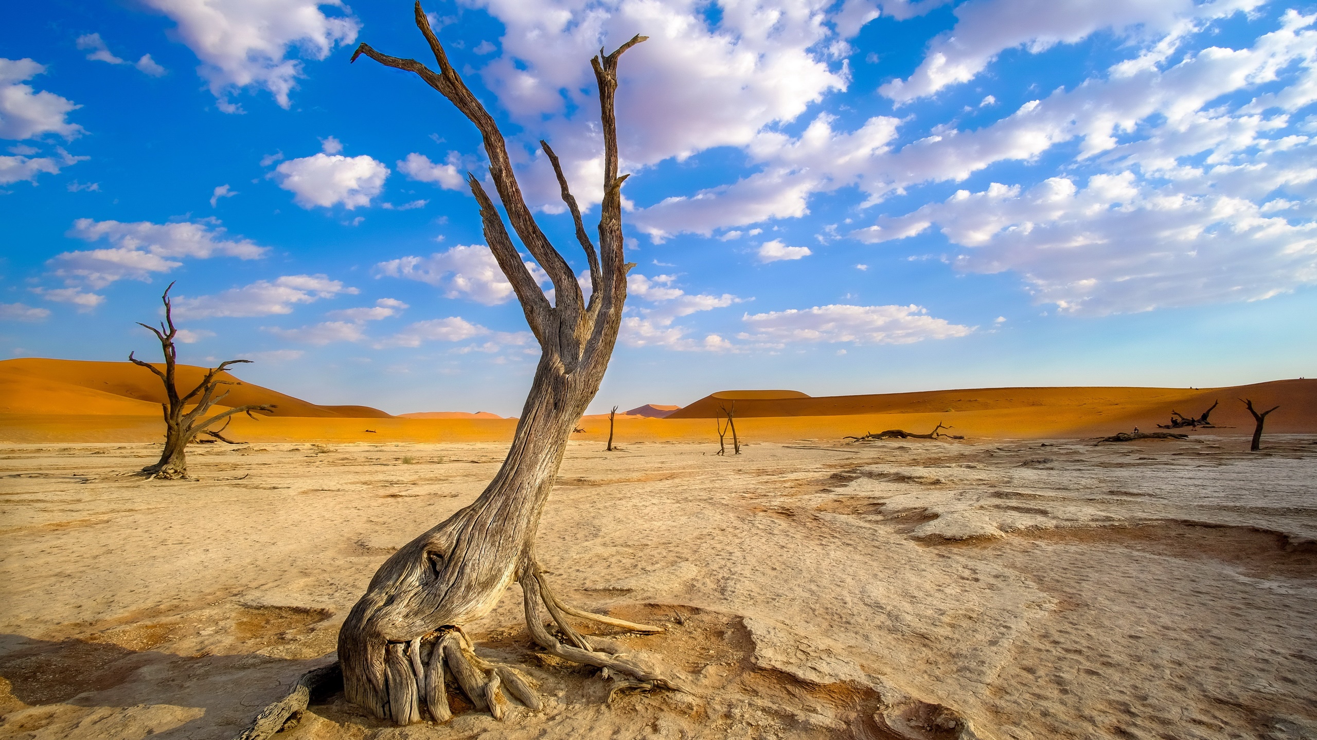 Wallpaper, Namibia, Africa, wood, desert, landscape 2560x1440