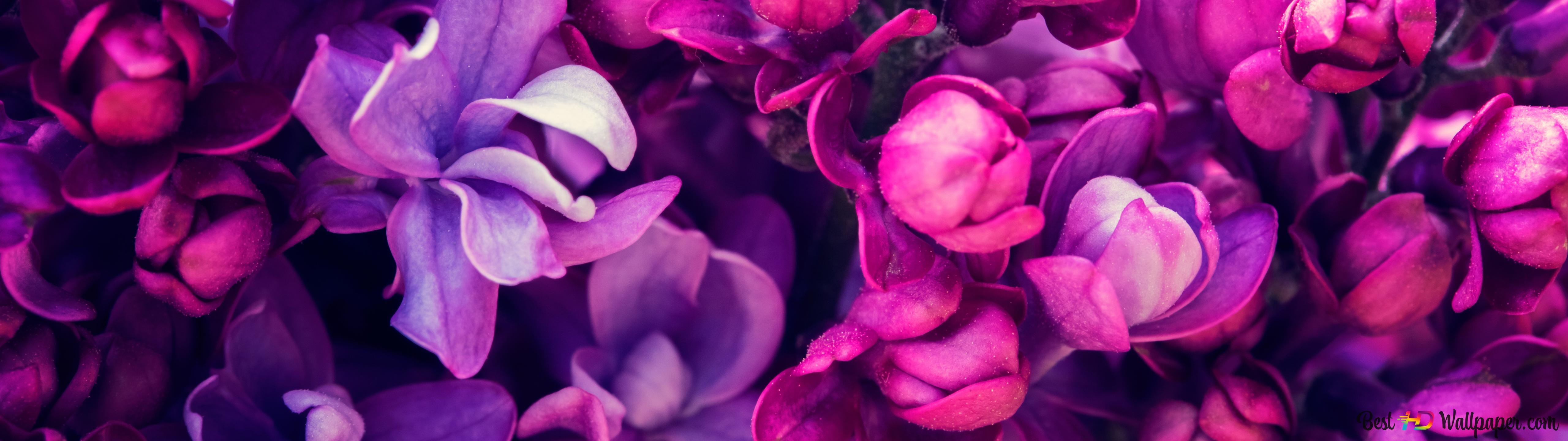 Lilac Flower 4K wallpaper download