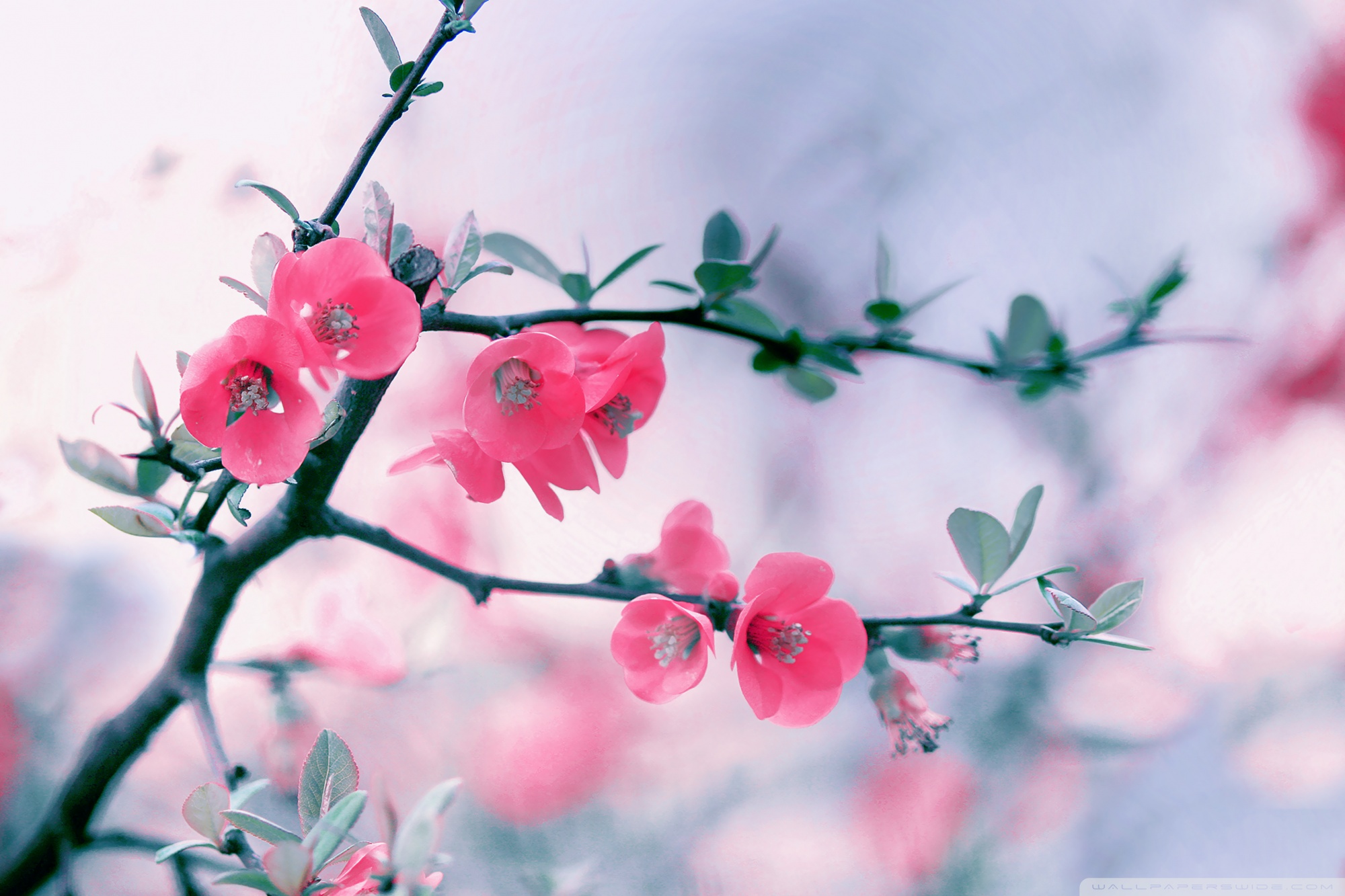 Pink Blossom Flowers, Spring Ultra HD